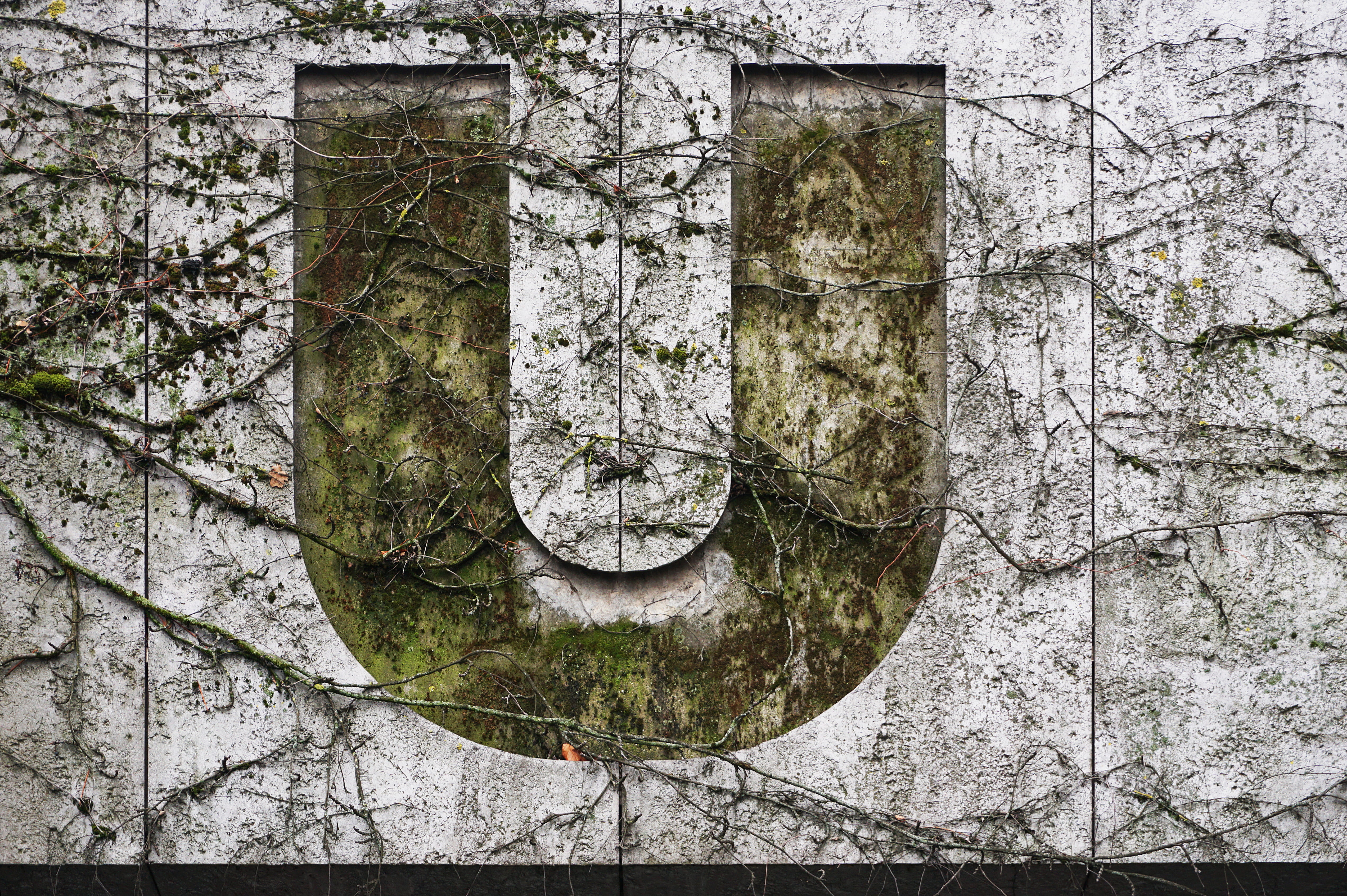 4K, wall, germany, gray, nuremberg, architecture, ivy, building, plant, growth, stone, tree trunk, day, building exterior, green, wall - building feature, HD Wallpaper