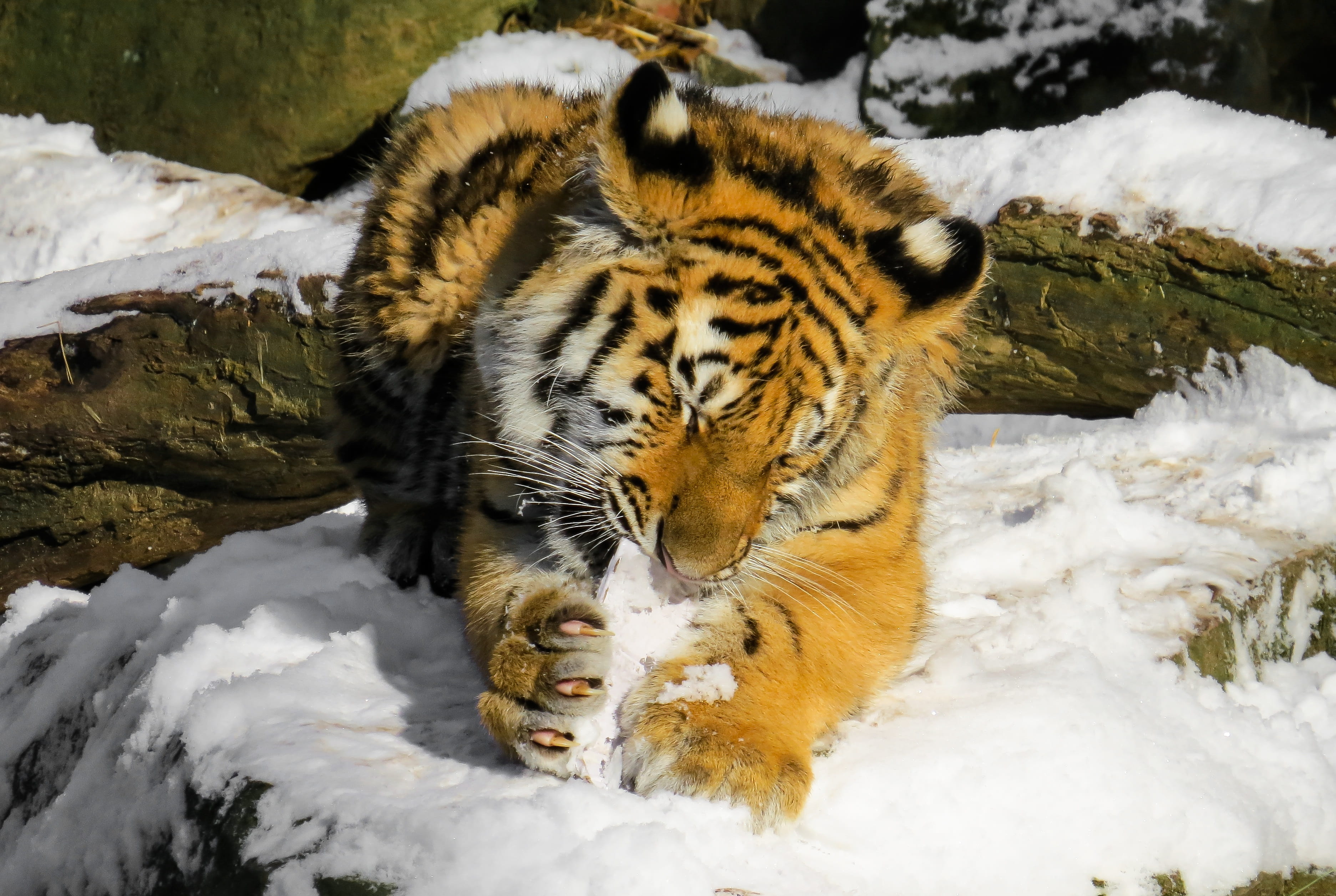 cold temperature, near, snow, nuremberg, predator, animal wildlife, no people, tiger, big cat, wild, animals in the wild, animal themes, log, relaxation, HD Wallpaper