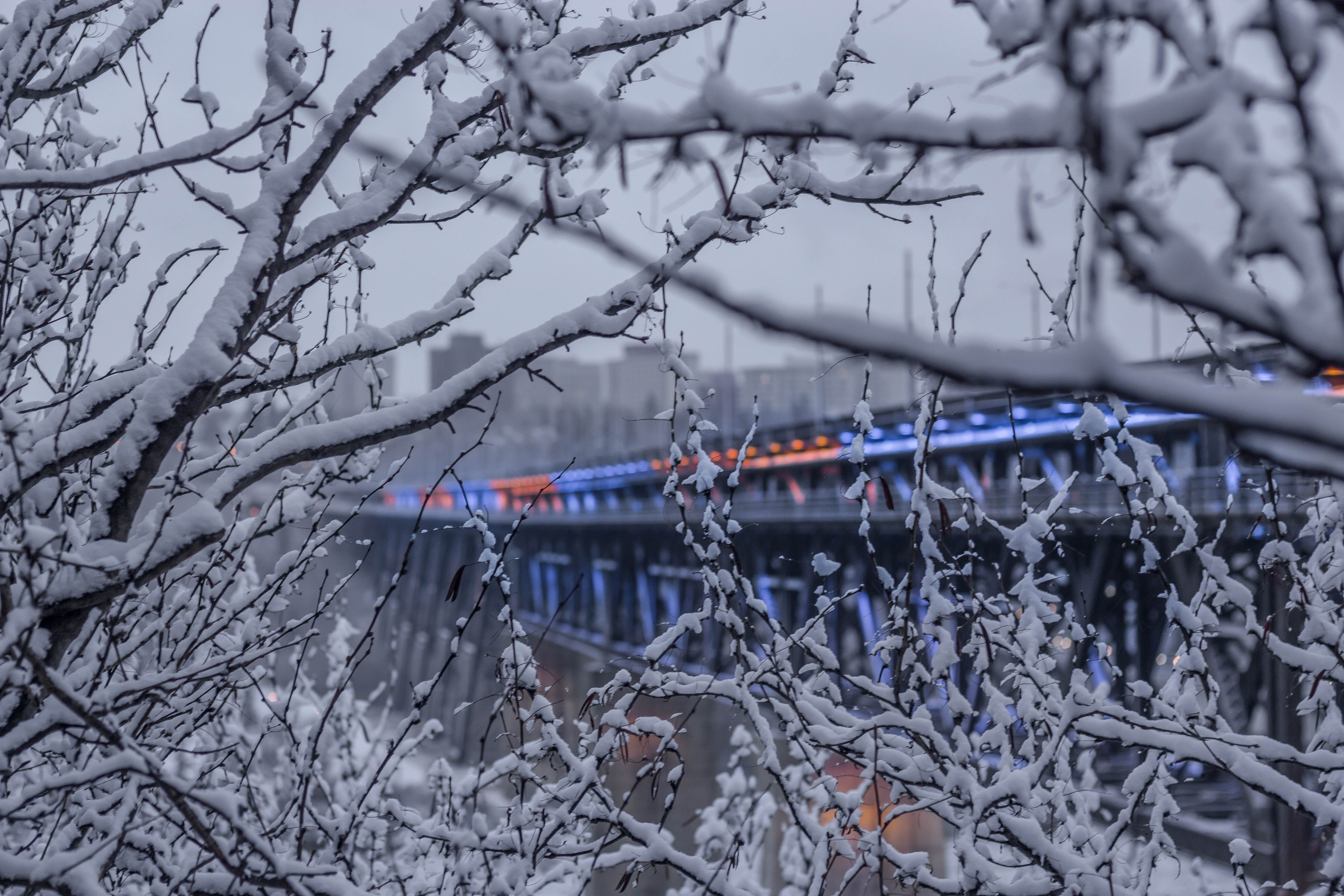 focus on foreground, bare tree, tree, blue, cold temperature, plant, architecture, moody, selective focus, winter, alberta, frozen, outdoors, high level bridge, HD Wallpaper
