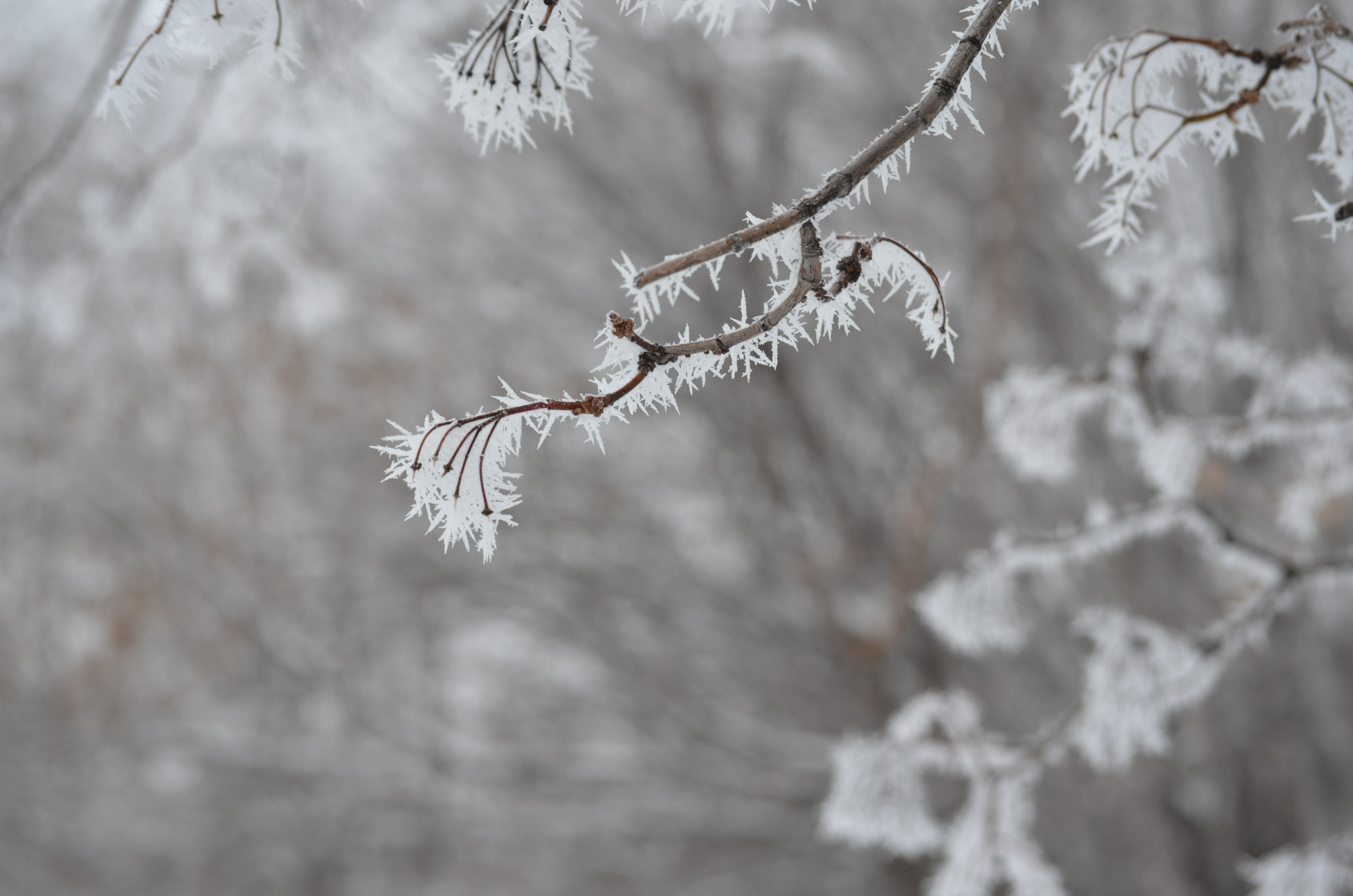 nature, close-up, Landscape, snowflake, trees, Leann, frozen water, focus on foreground, frosty city, no people, snow, Rime, plant, beauty in nature, russia, HD Wallpaper