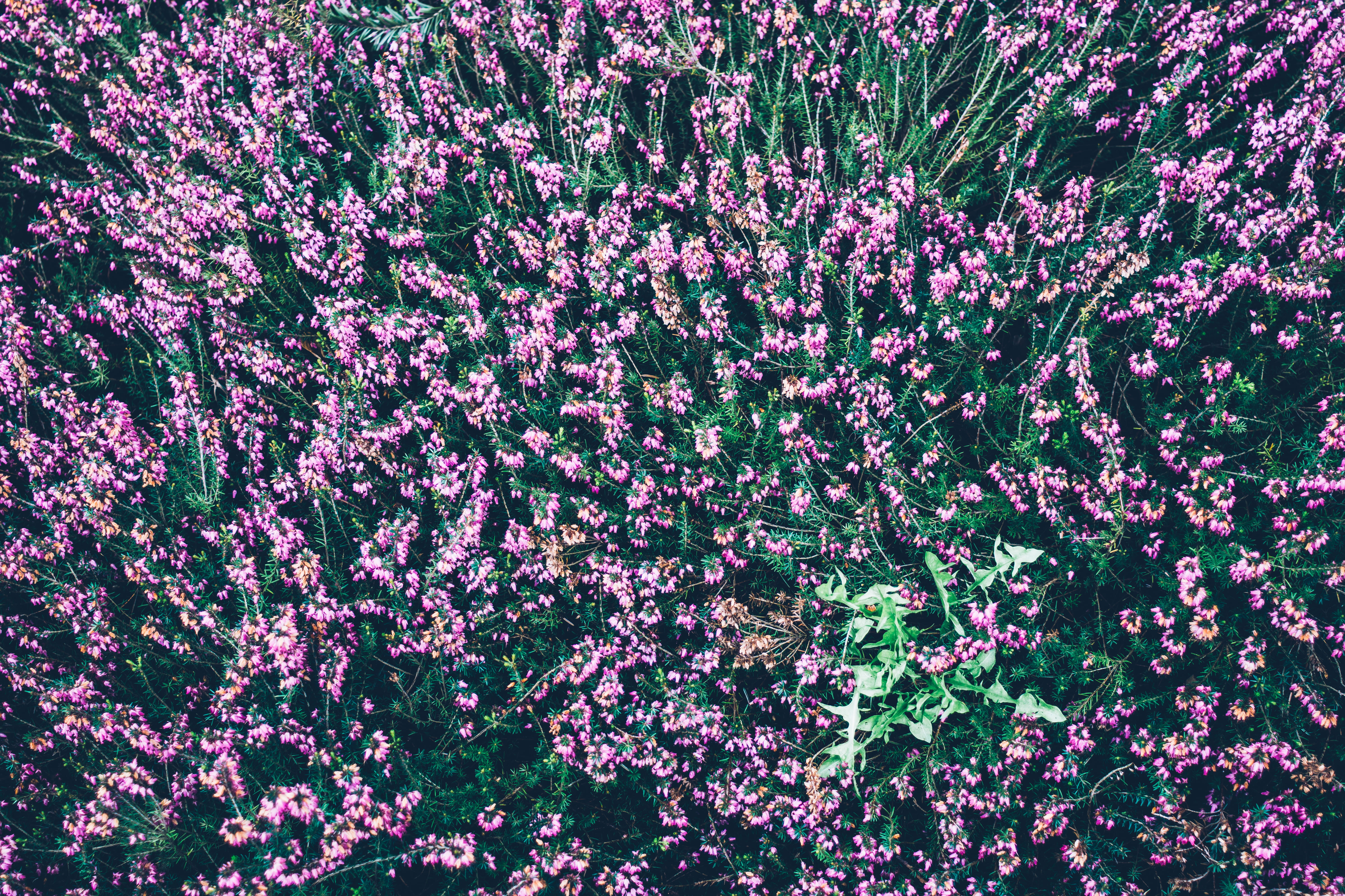 close-up, pink color, botanical, petal, flower bed, flowerbed, daytime, pattern, aereal, full frame, bed, purple, petaled, floral, vulnerability, flowers, HD Wallpaper