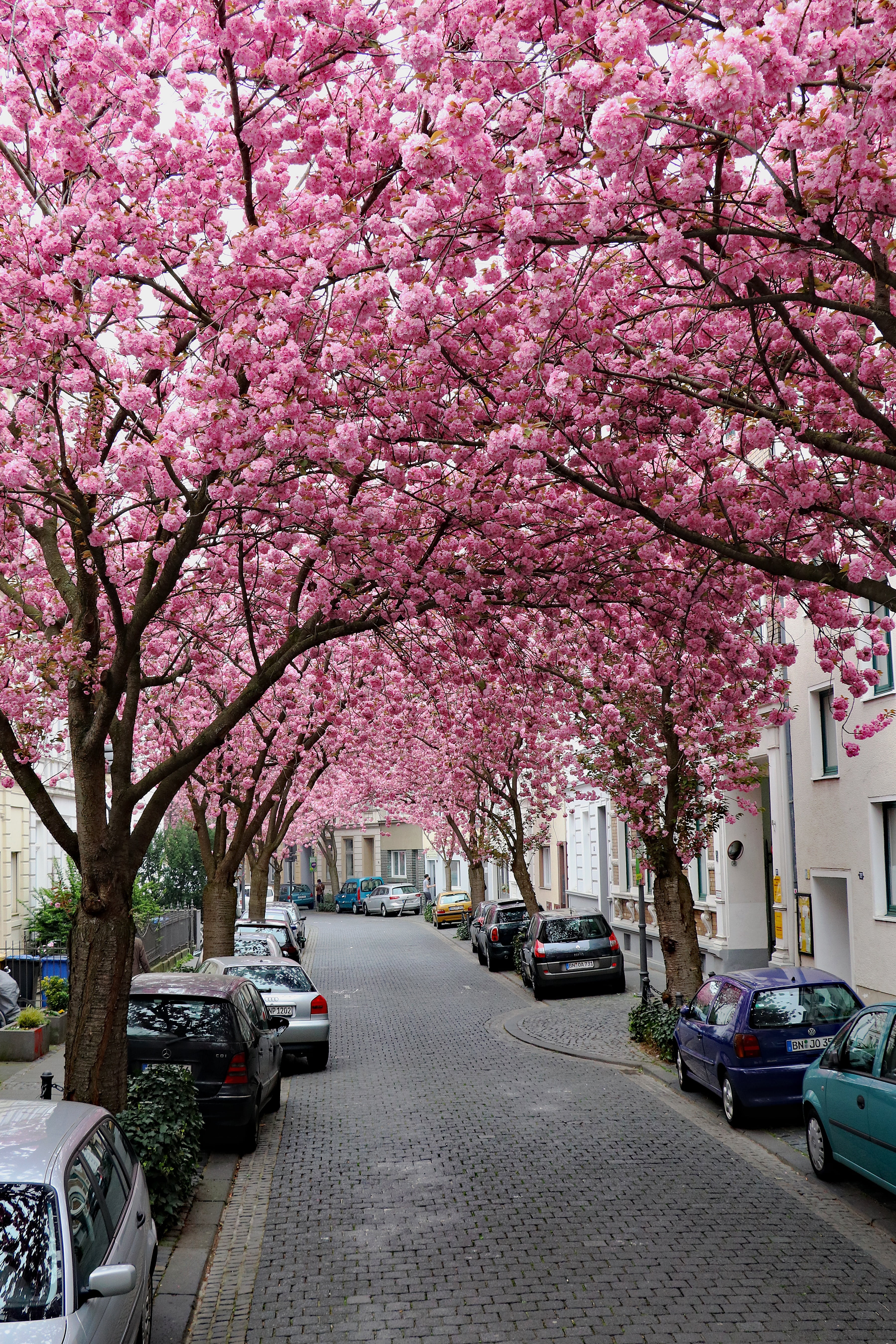 springtime, heer road, growth, summer, outdoors, architecture, blossom, car, pink, mode of transportation, cherry blossom, fragility, spring, city, plant, Phone HD Wallpaper