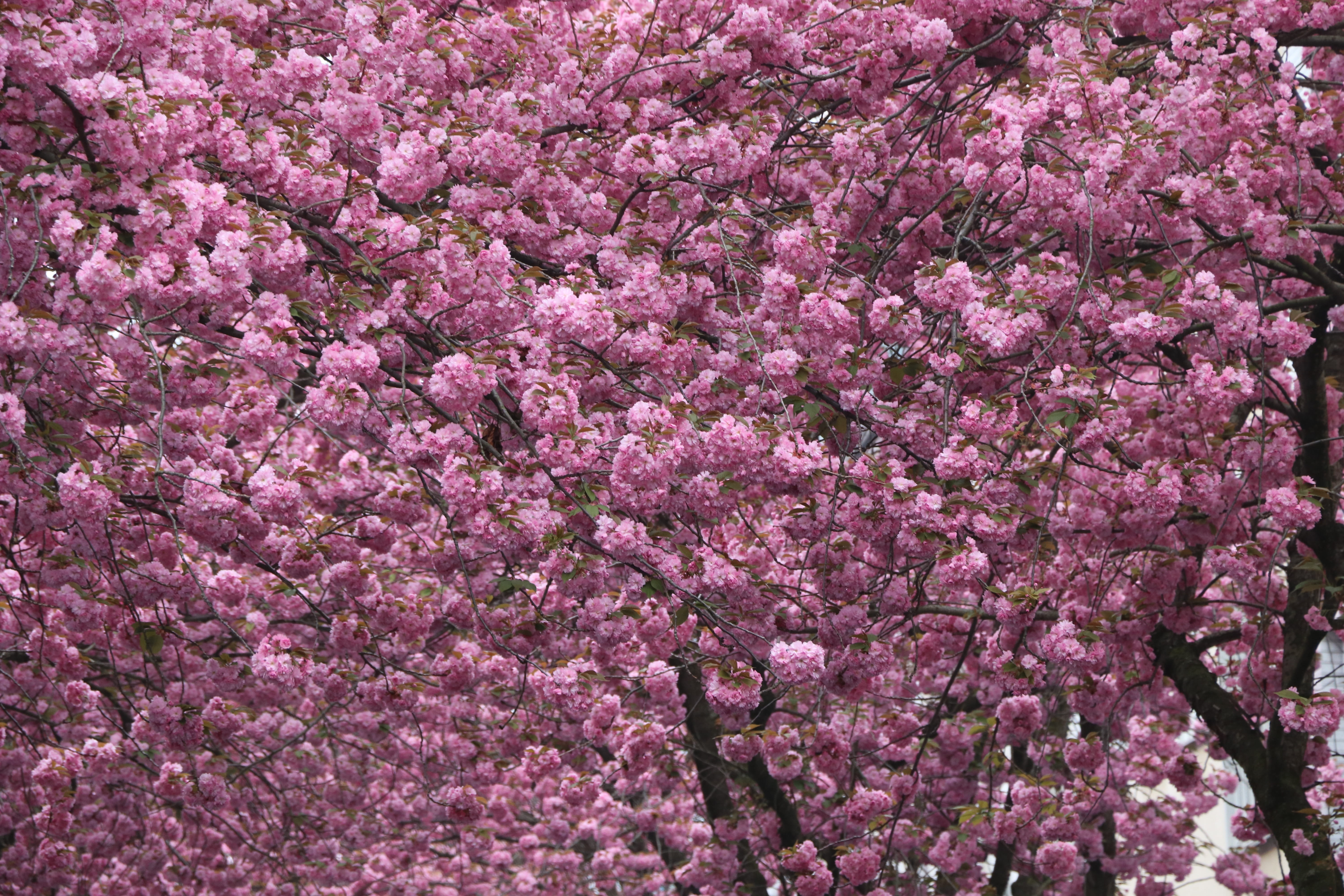 purple, fragility, freshness, flower Head, Bonn, flower, pink Color, cherry, growth, old town, day, springtime, tree, backgrounds, Spring, 5K, heer road, HD Wallpaper