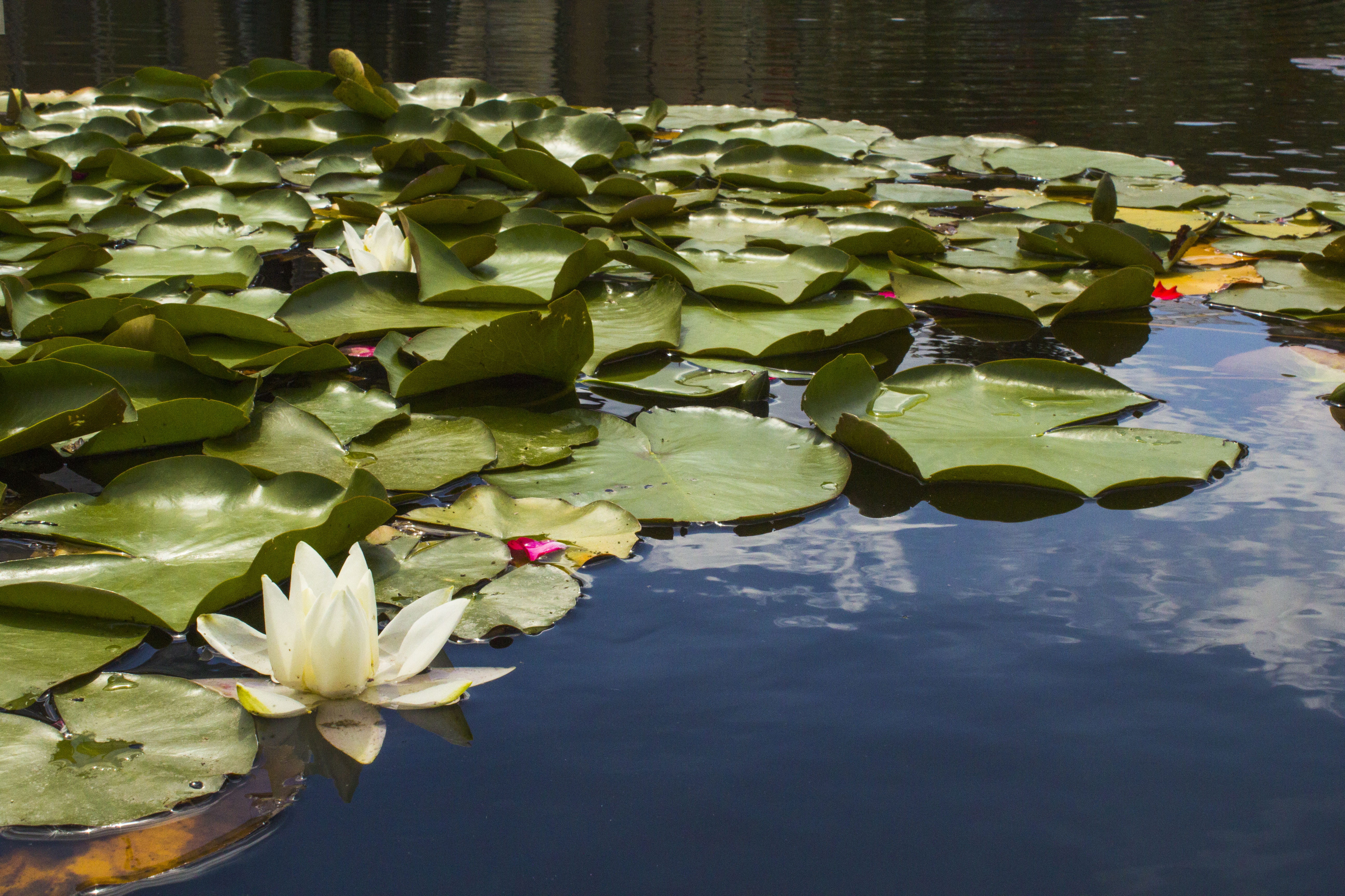 petal, flowering plant, leaves, germany, floating, lotus water lily, plant, reflection, plant part, leaf, fragility, botanical garden, plants, no people, HD Wallpaper