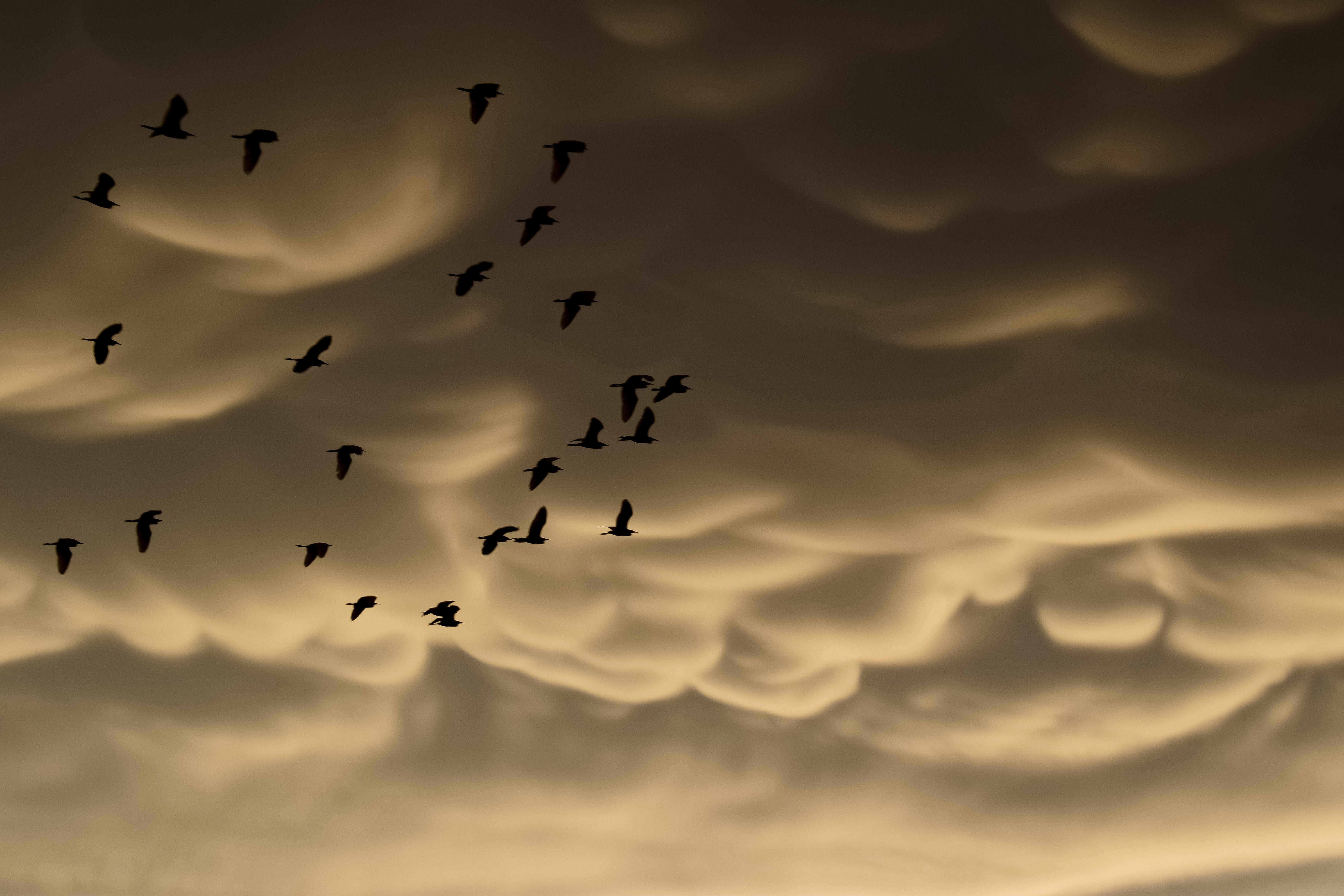 vertebrate, mystical, motion, cumulus, clouds, sky, cloudscape, dramatic, large group of animals, flock of birds, mid-air, autumn, animal wildlife, bird, HD Wallpaper