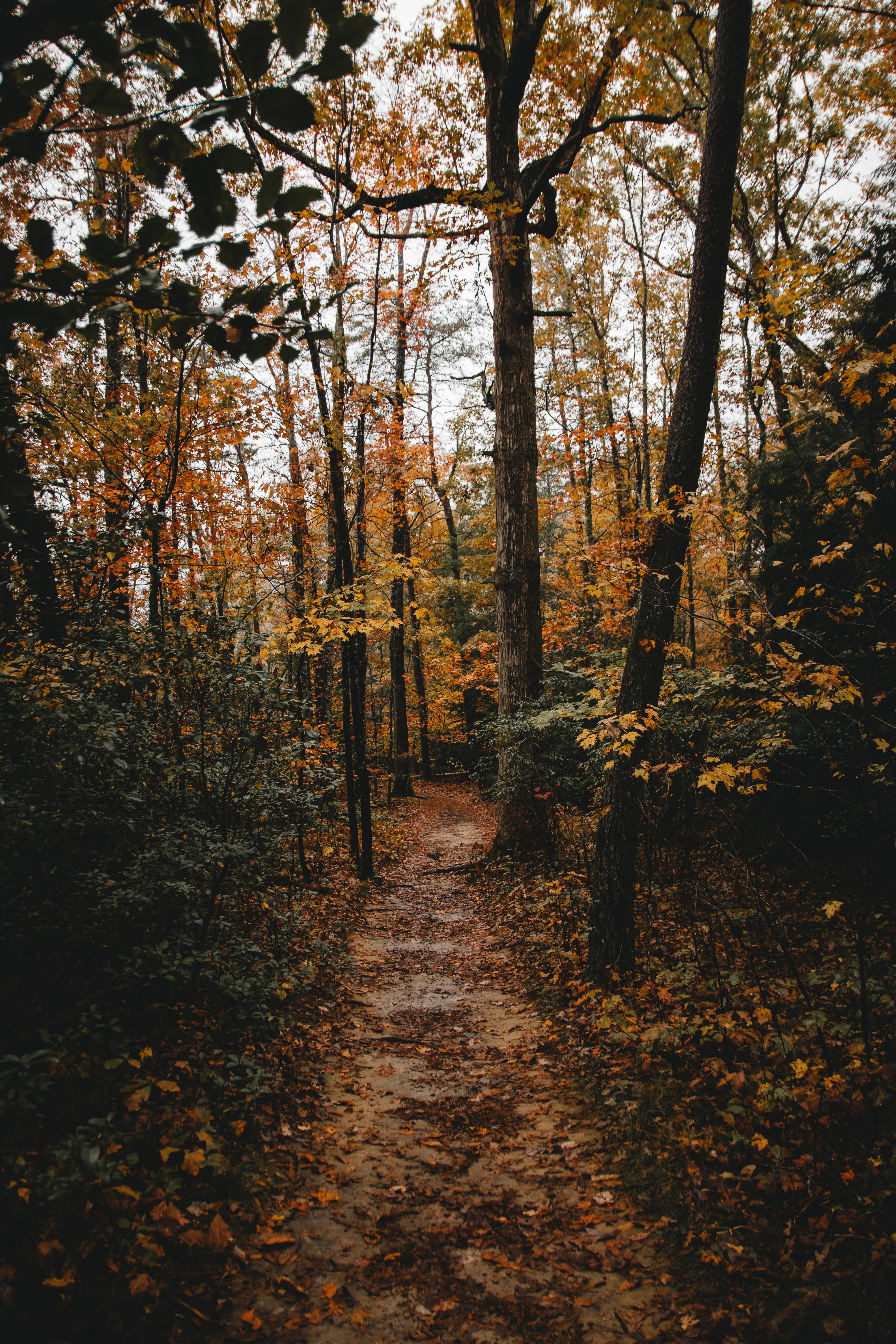 footpath, direction, scenics - nature, autumn, the way forward, tranquility, woodland, tree, path, fall, trail, outdoors, track, land, plant, brown, center, Phone HD Wallpaper