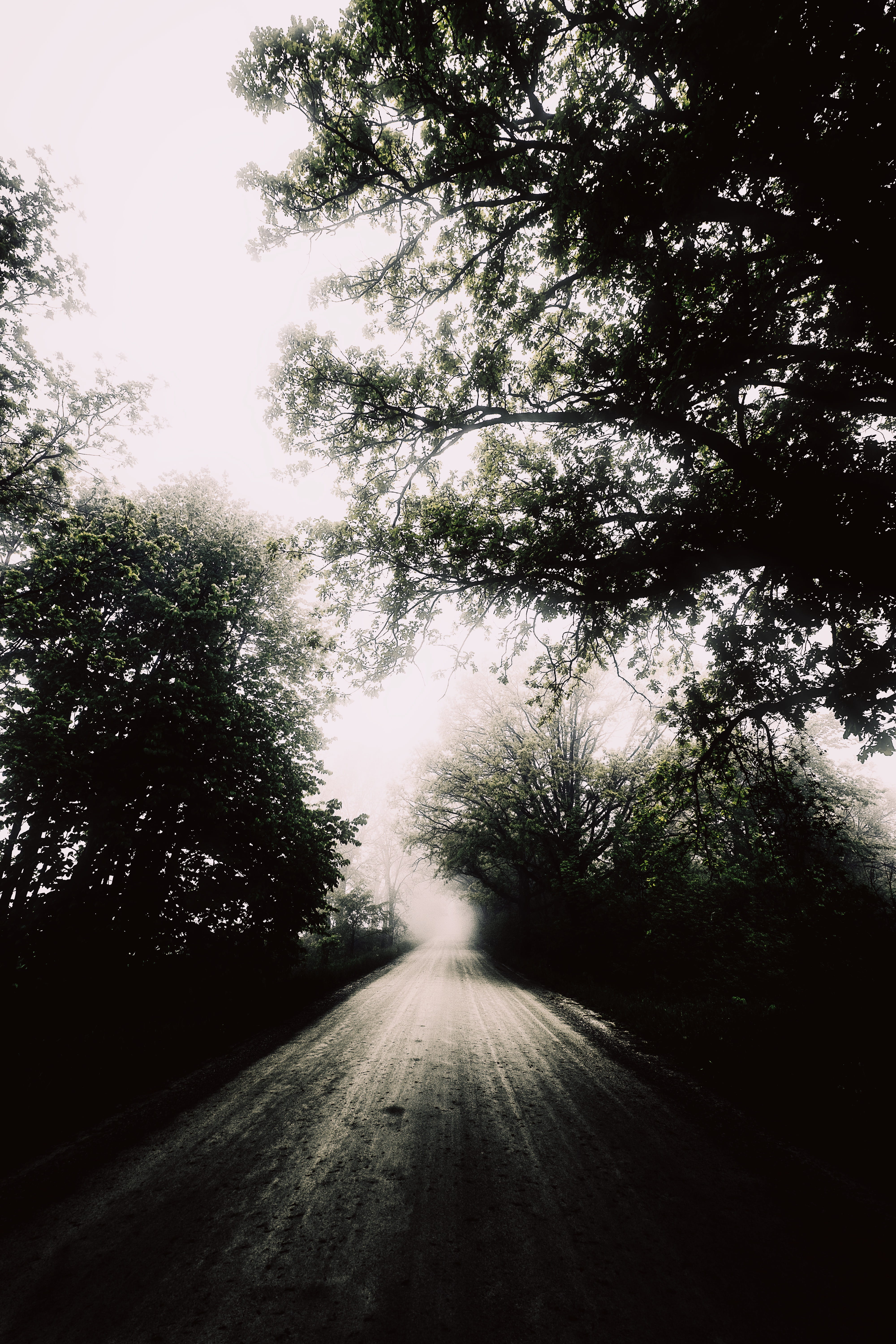 fujifilm, tranquility, photography, fog, sky, neverending, foggy, plant, trees, outdoors, endless, fuji, hazy, vanishing point, diminishing perspective, Phone HD Wallpaper