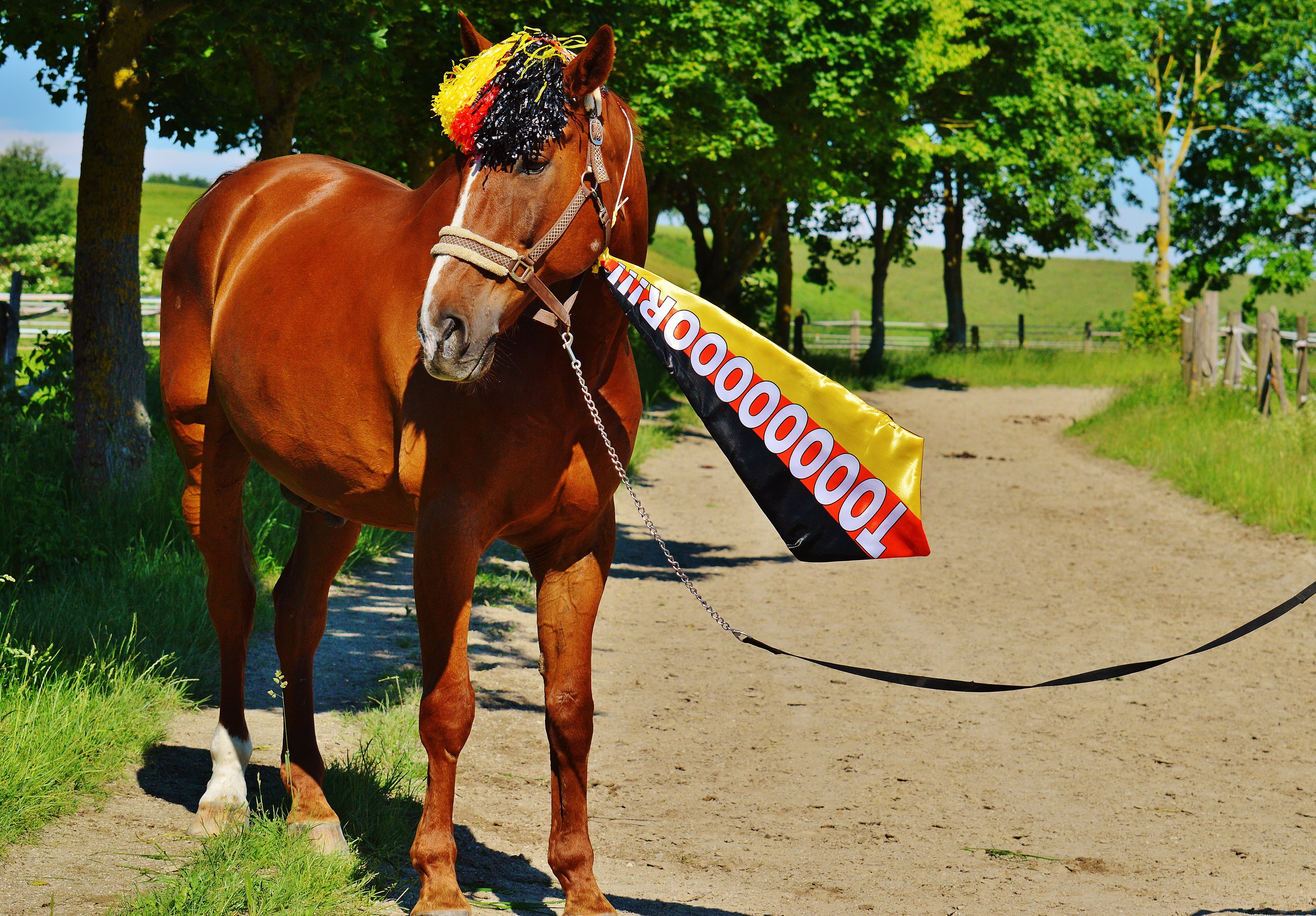 livestock, play, sport, pets, tournament, funny, sunlight, one animal, em, animal themes, sweet, plant, cap, france, competition, hair, working animal, HD Wallpaper