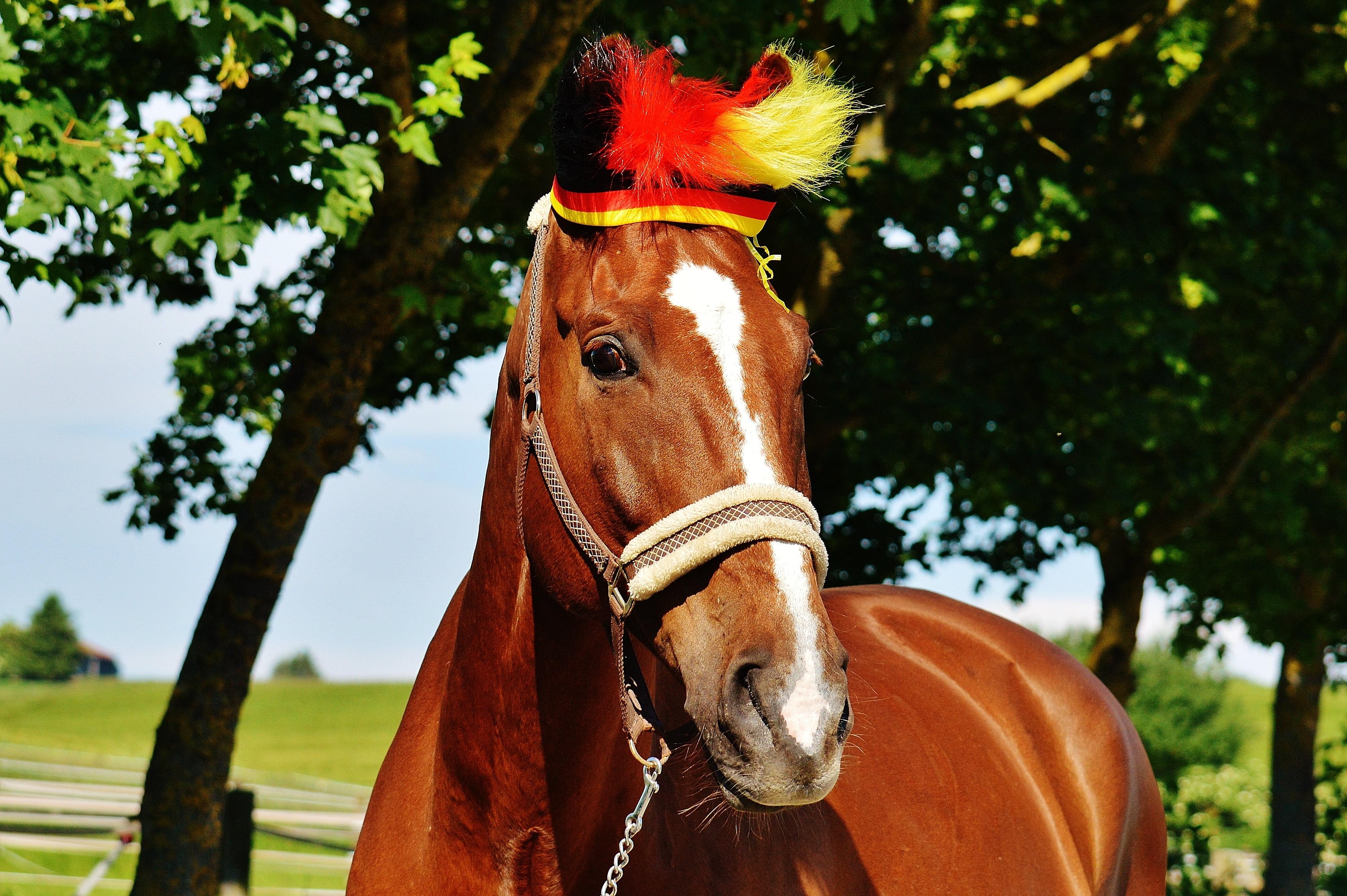 european championship, day, outdoors, no people, competition, funny, animal head, cap, one animal, brown, stadium, world championship, 4K, play, ranch, HD Wallpaper