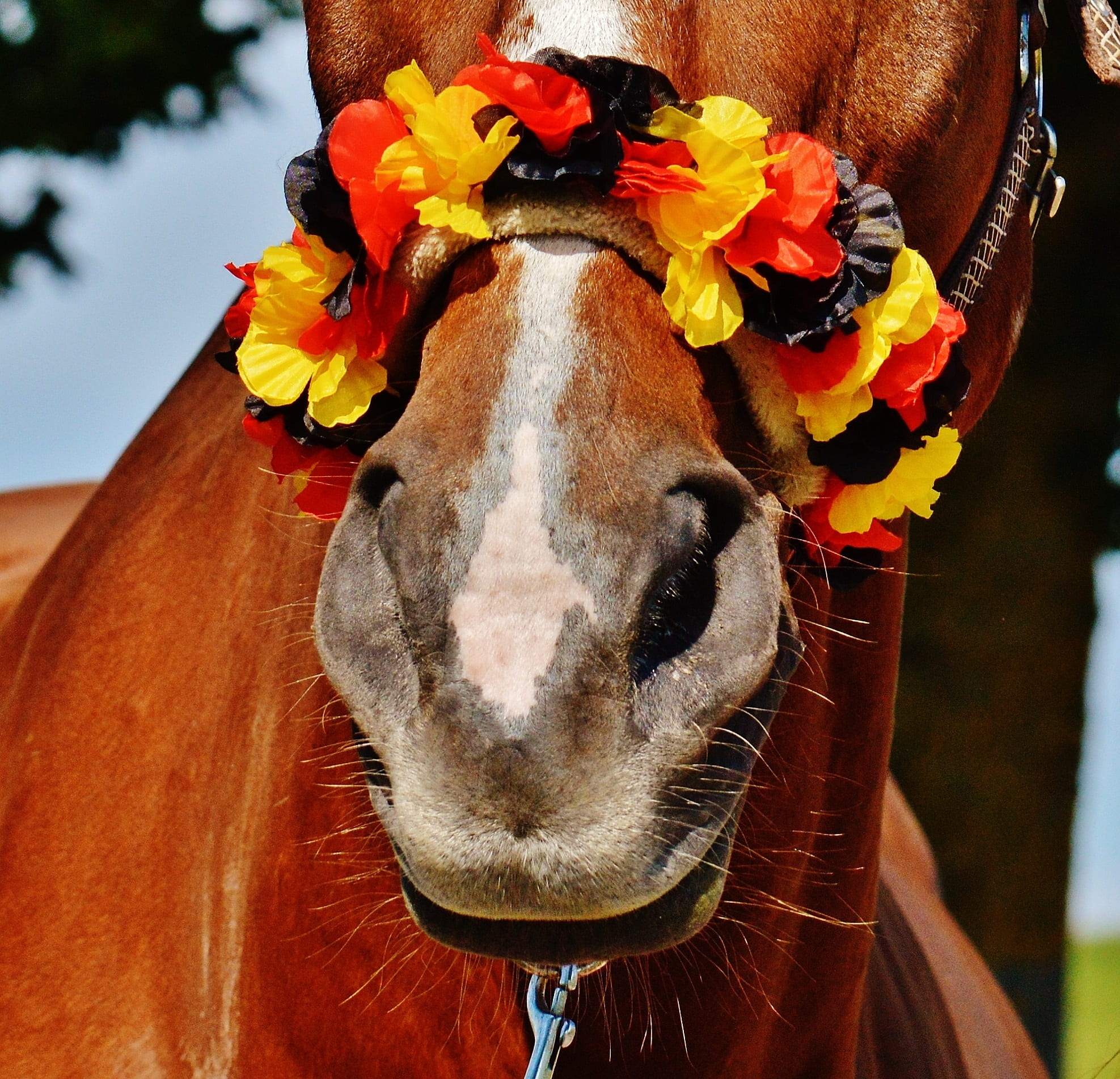 cute, france, animal, sweet, pets, flower, herbivorous, em, mammal, flowering plant, animal body part, domestic animals, no people, european championship, HD Wallpaper