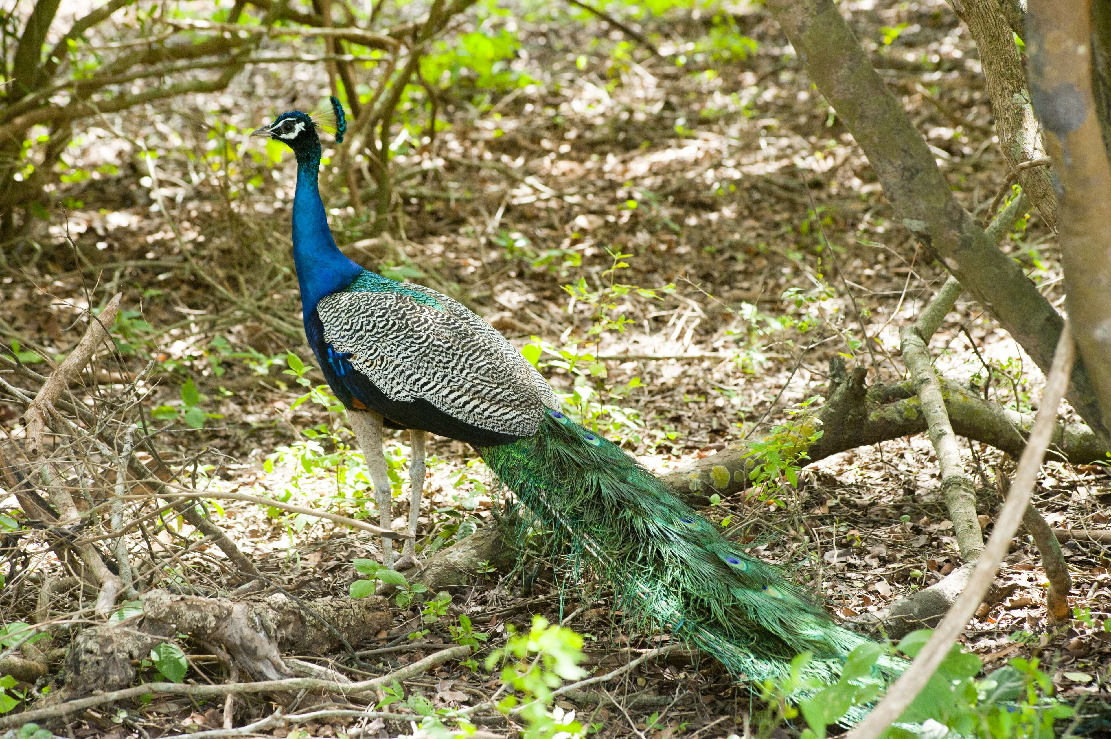 outdoors, no people, perching, land, vertebrate, nature, feathers, blue, beauty in nature, colourful, animal, forest, animal wildlife, yala national park, HD Wallpaper