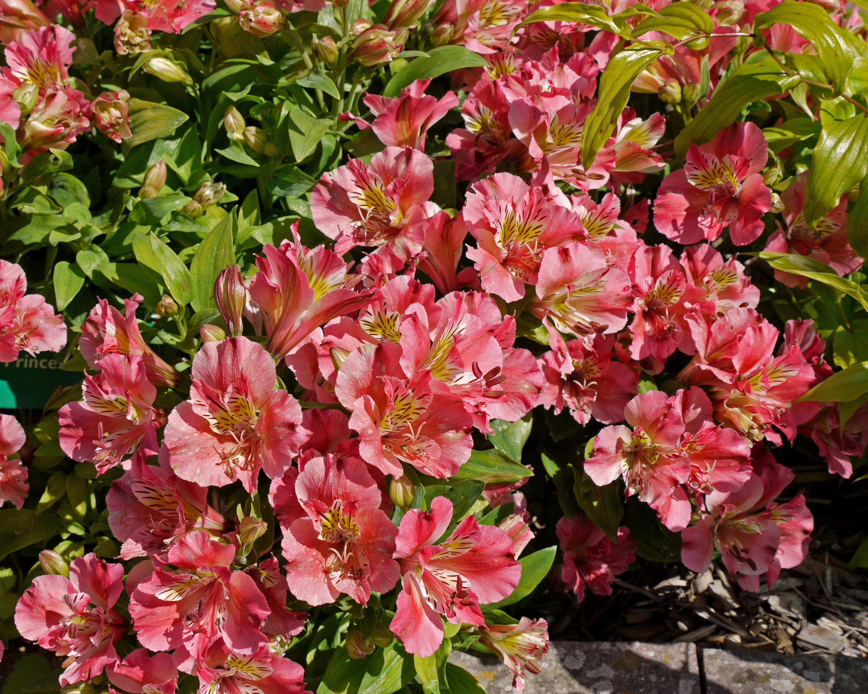 outdoors, garden, freshness, rhododendron, plant, flower, fragility, colourful, botanical, bunch of flowers, close-up, eco, spring, environmental, carmarthenshire, HD Wallpaper