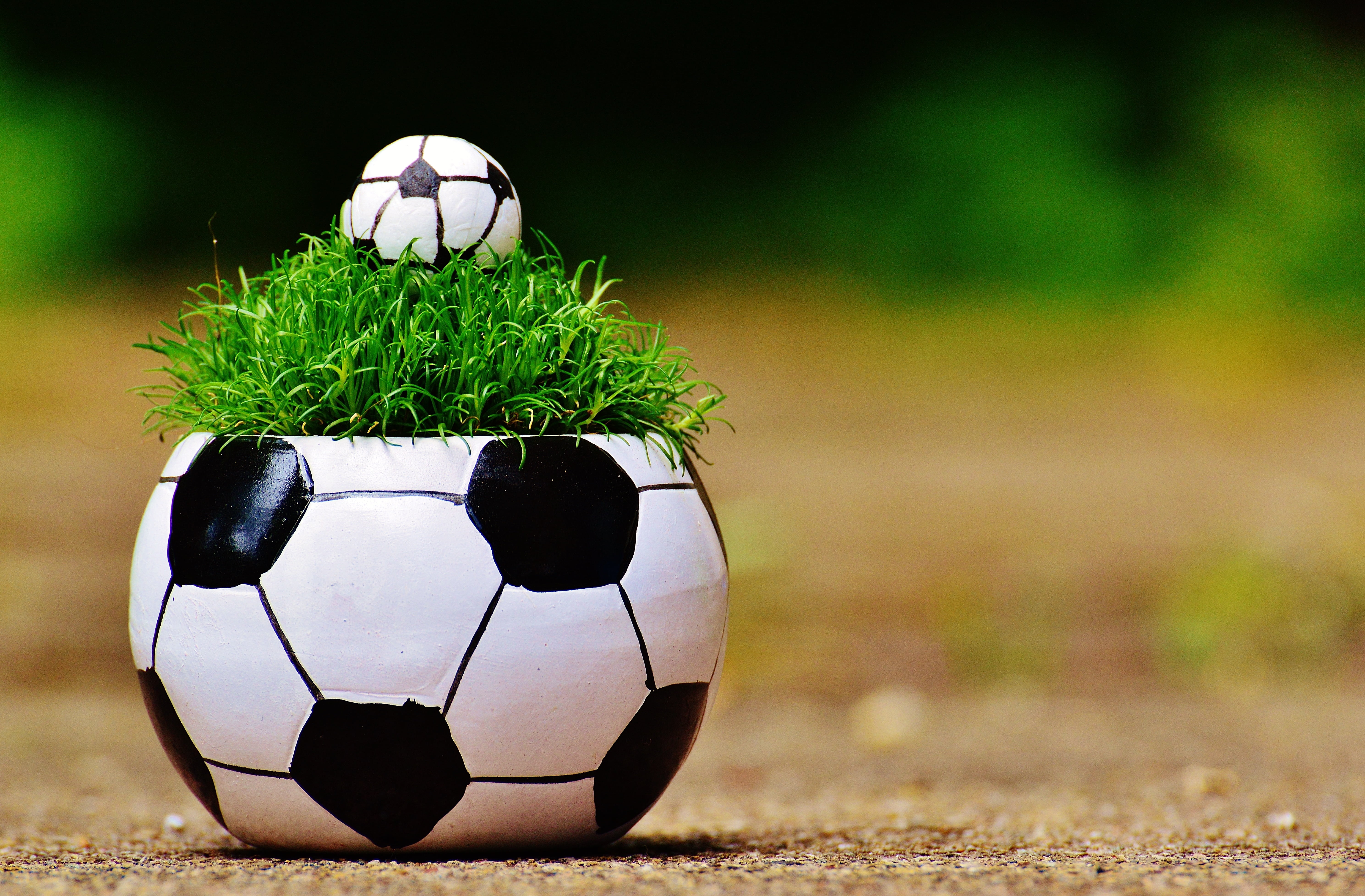 plant, celebration, photography, soccer, cute, football, competition, black color, close-up, sports equipment, european championship, 5K, grass, surface level, HD Wallpaper
