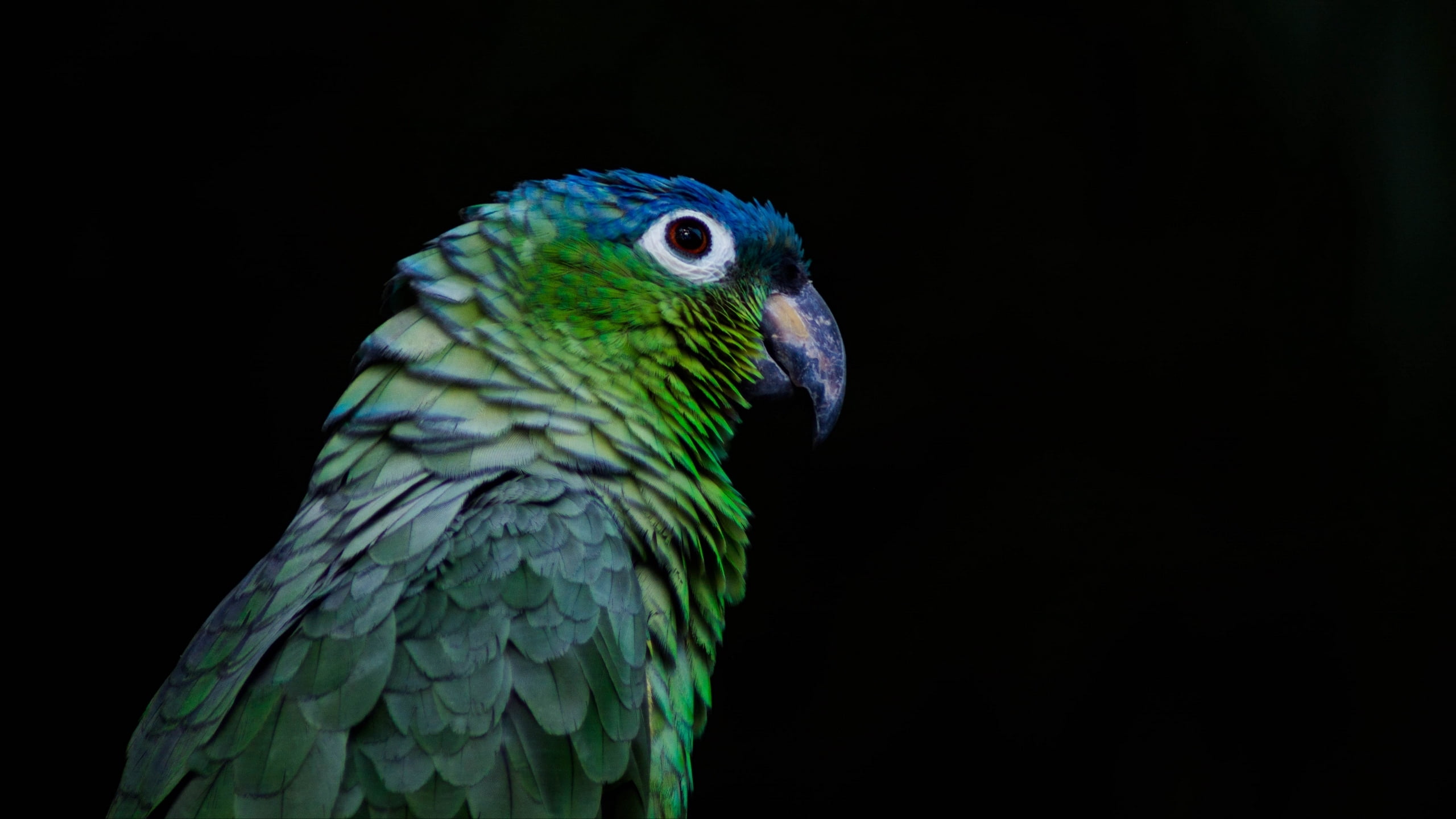 close-up, animal head, bird, nature, green, animals in the wild, copy space, studio shot, animal wildlife, black background, pasare, beak, luis enrique carvajal, HD Wallpaper