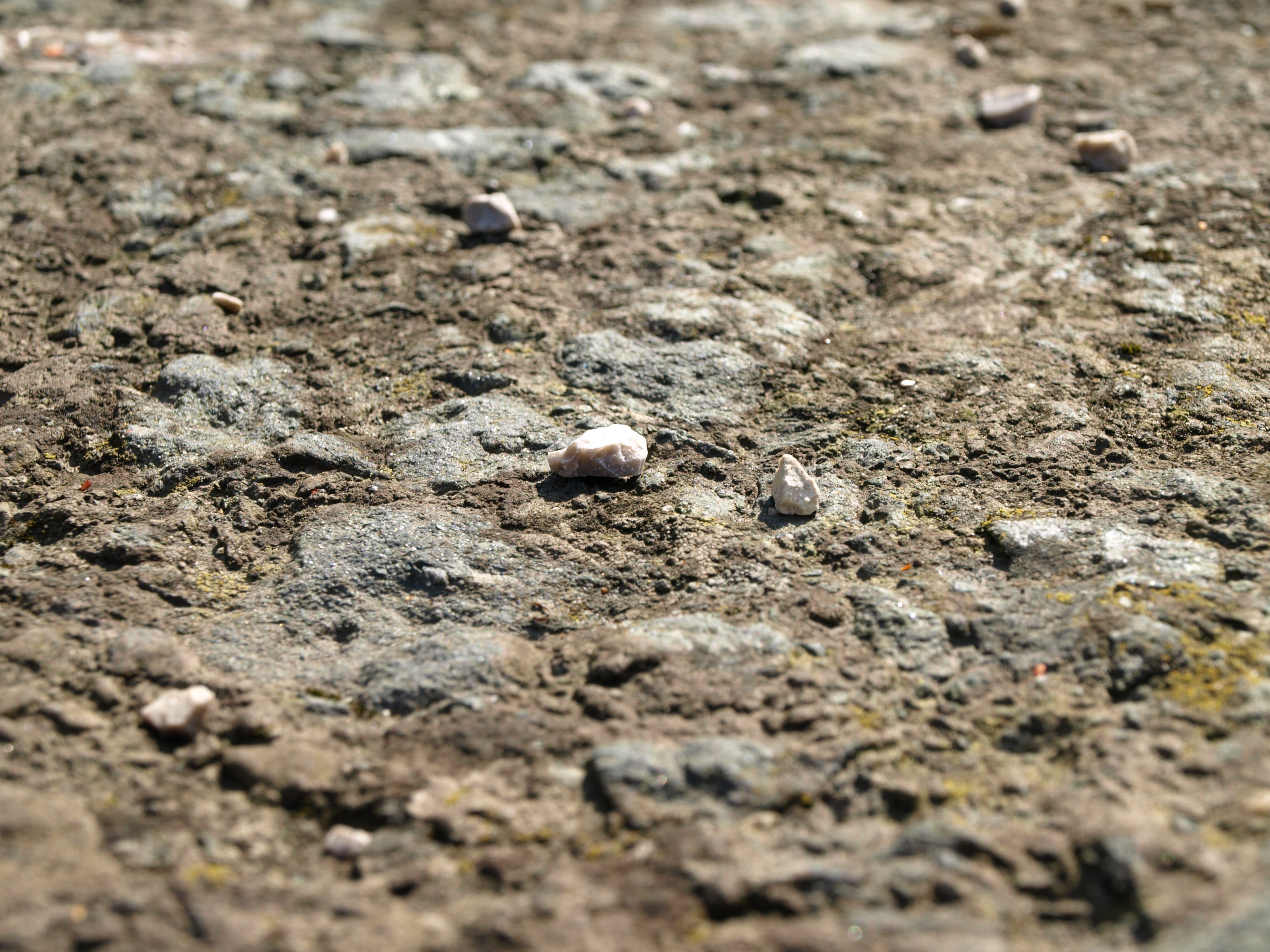 backgrounds, rough, one animal, selective focus, animal wildlife, high angle view, field, pattern, background, day, animals in the wild, focus, steinchen, HD Wallpaper