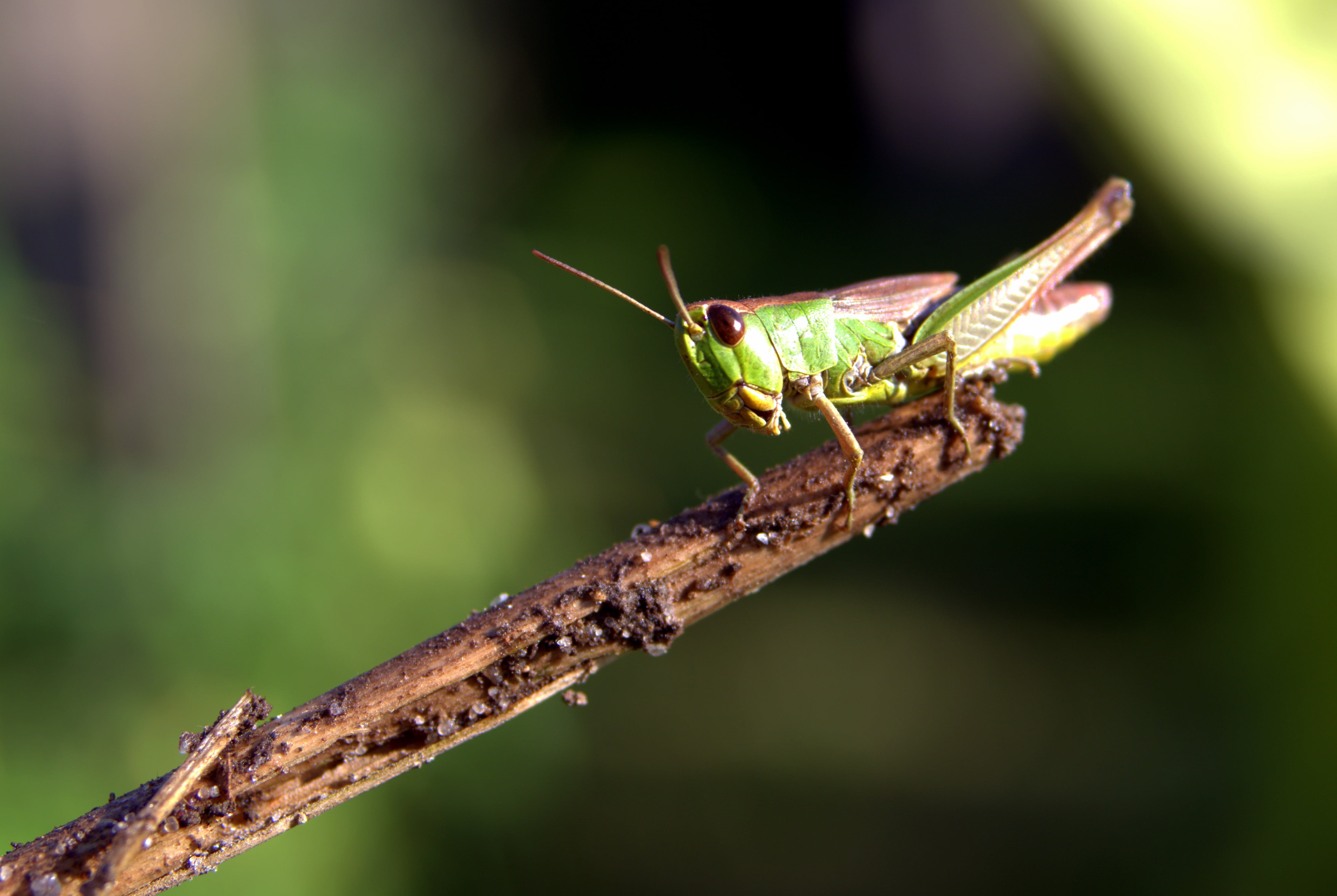4K, close-up, animal body part, nature, green, macro, animal themes, full length, day, antennae, cricket, invertebrate, closeup, animal wing, no people, HD Wallpaper