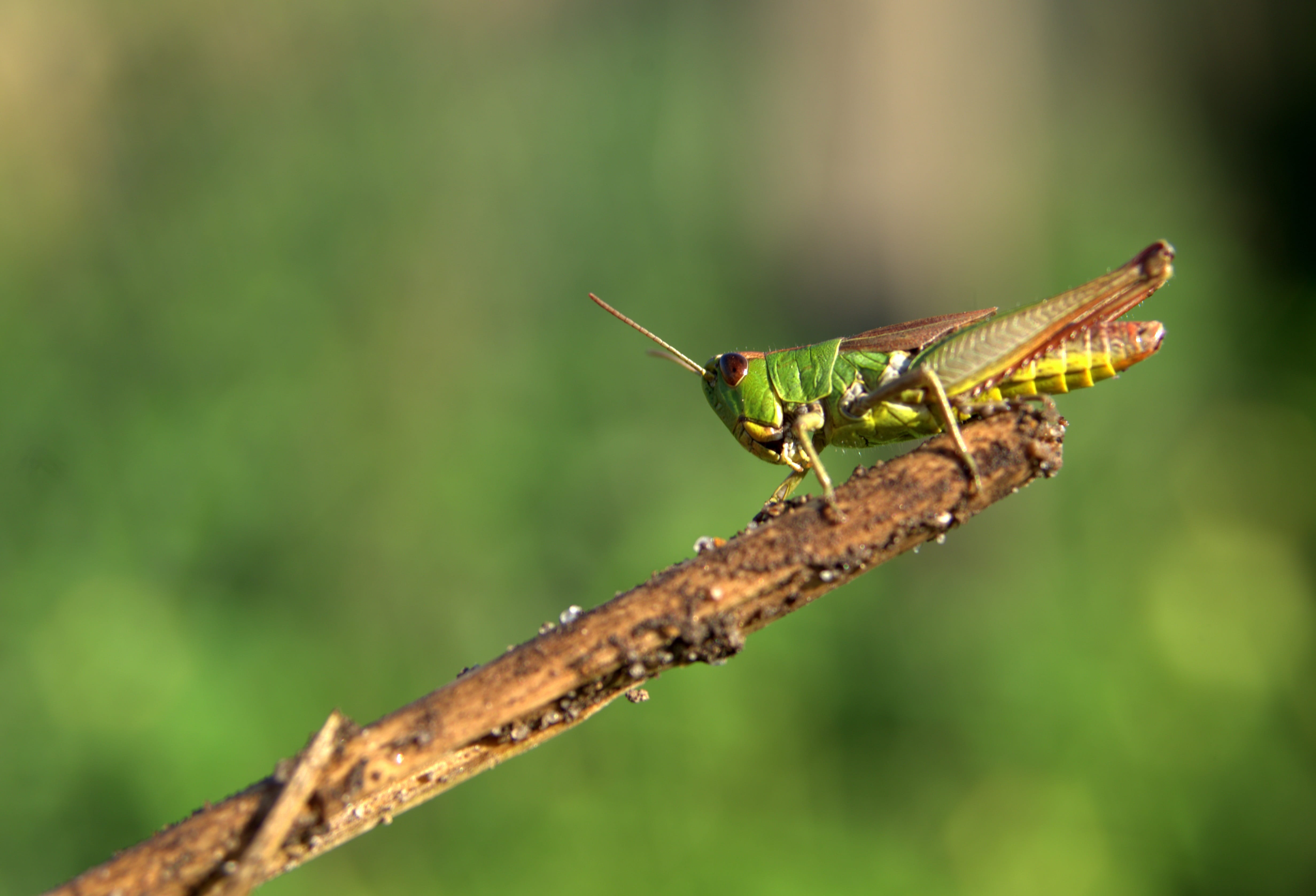 animals in the wild, one animal, green, bulging, close-up, plant, Insect, branch, antennae, selective focus, animal wildlife, no people, closeup, meadow grass, HD Wallpaper