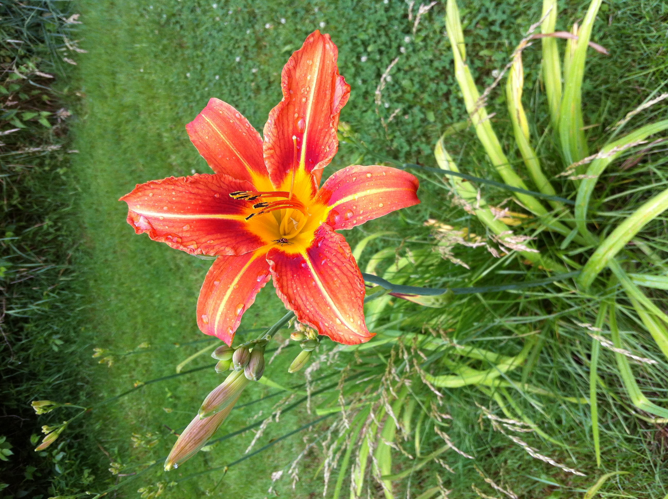 yard, orange color, 5280 sullivan rd, vegetation, day lily, beauty in nature, tree, nature, blossom, anther, united states, flowering plant, freshness, HD Wallpaper