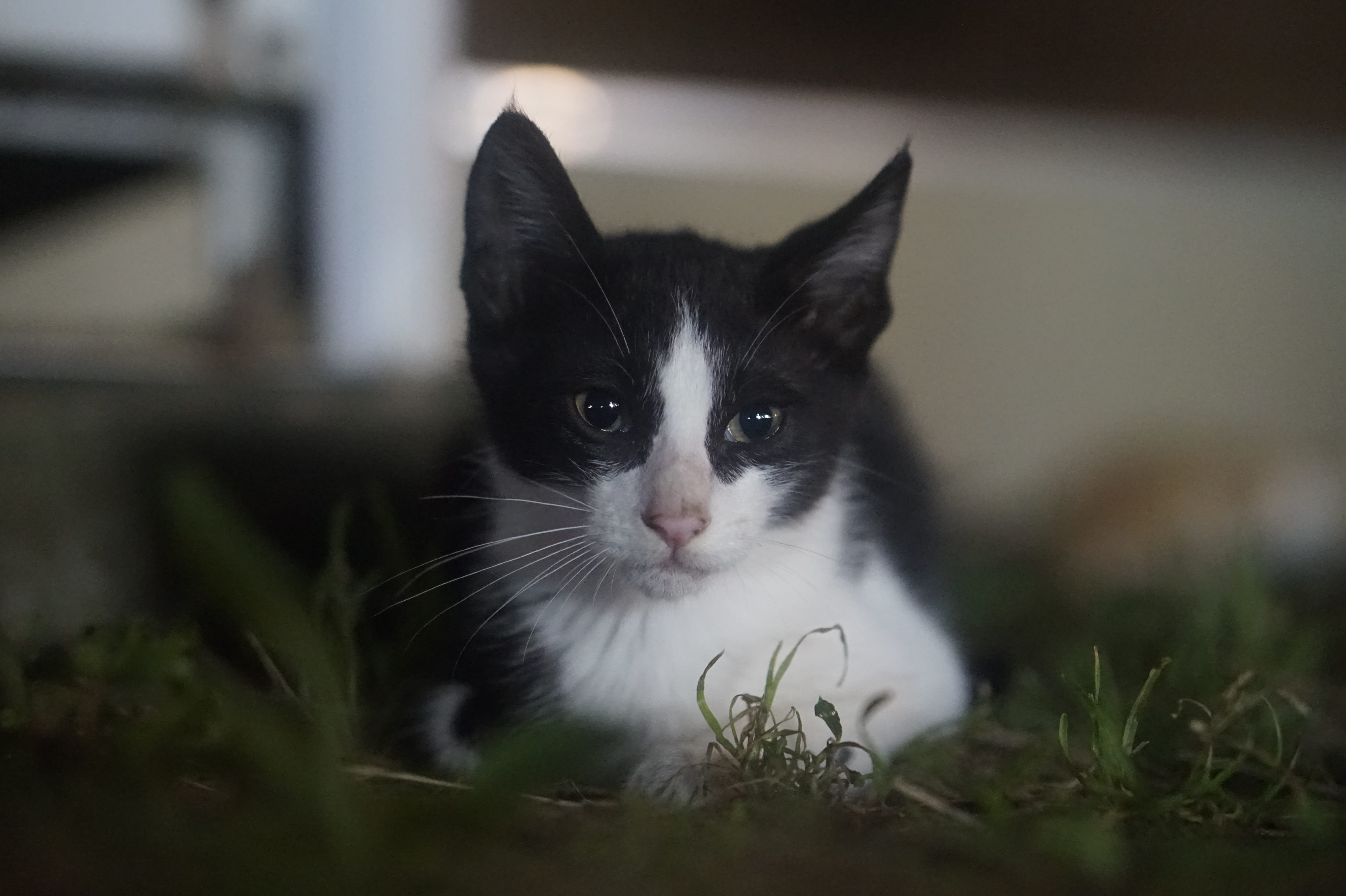 one animal, campus enjoy just, animal head, whisker, domestic animals, baby cats, close-up, bush, tuxedo, domestic, feline, animal eye, animal themes, 5K, HD Wallpaper