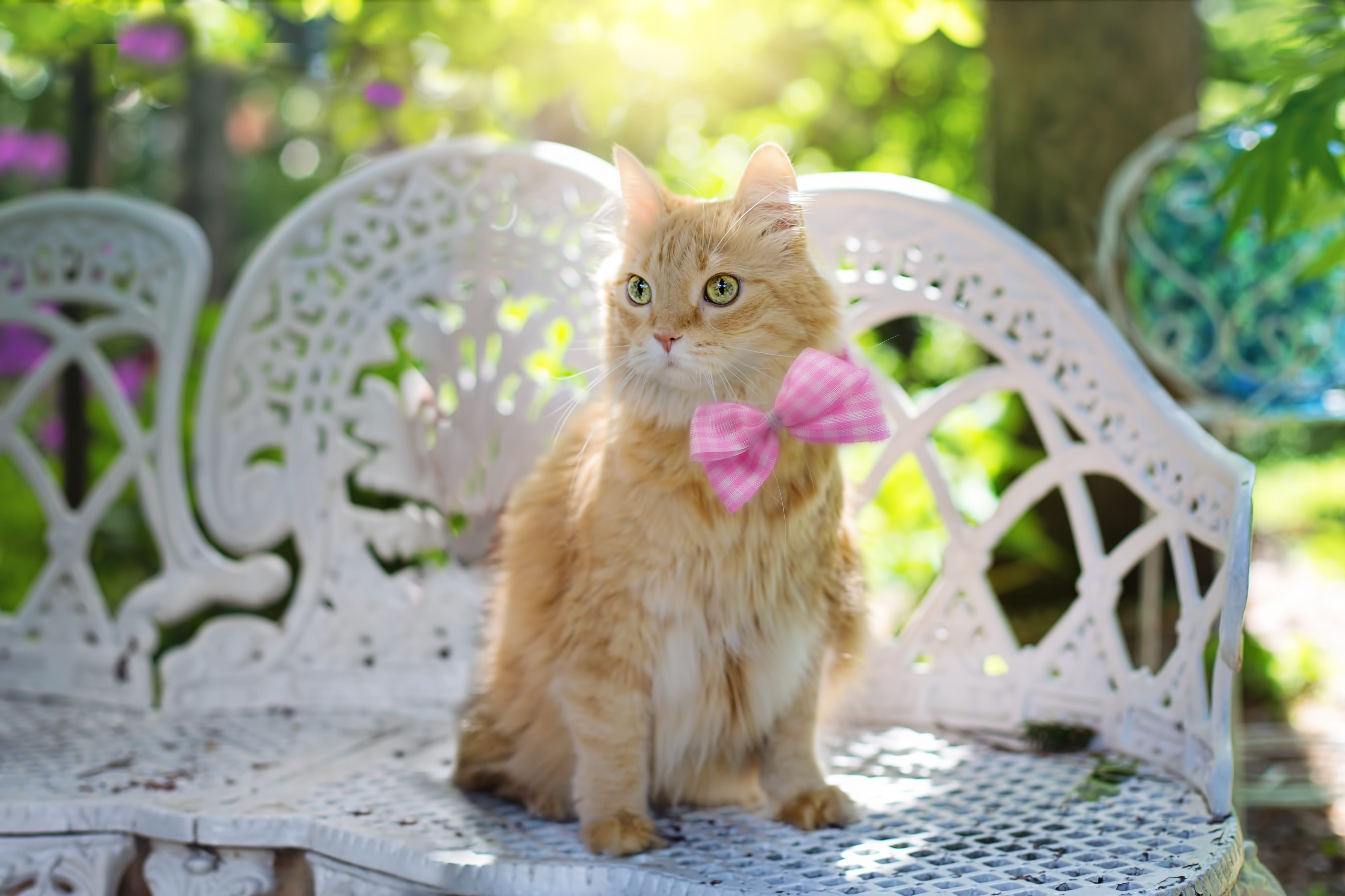 young animal, no people, domestic animals, fluffy, cute animal, summer, mammal, kitty, domestic cat, garden, animal, day, pet, long, feline, bench, whisker, HD Wallpaper