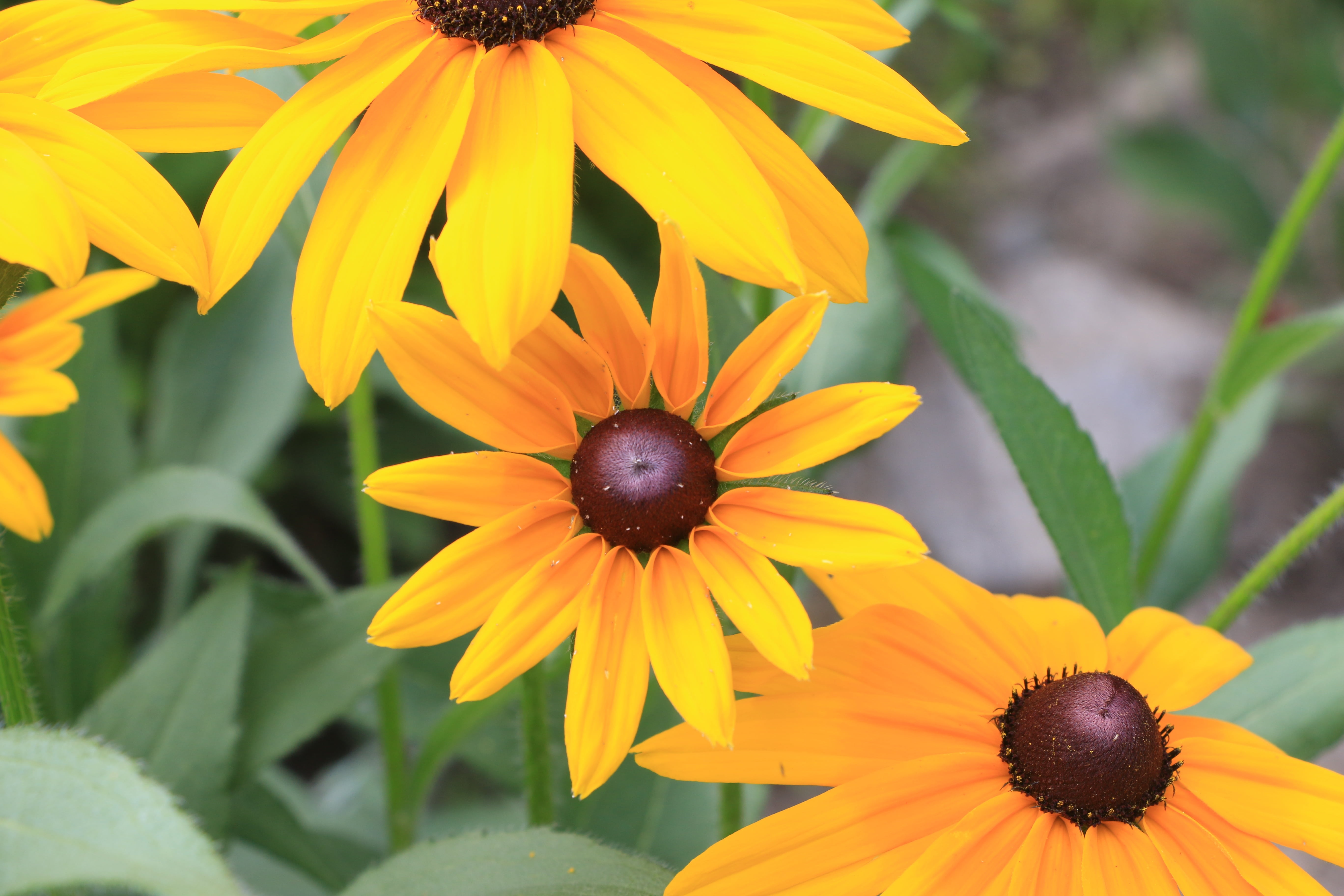 nature, no people, pollination, 5K, freshness, flower, vulnerability, flower head, plant, coneflower, fragility, close-up, yellow, black-eyed susan, one animal, HD Wallpaper
