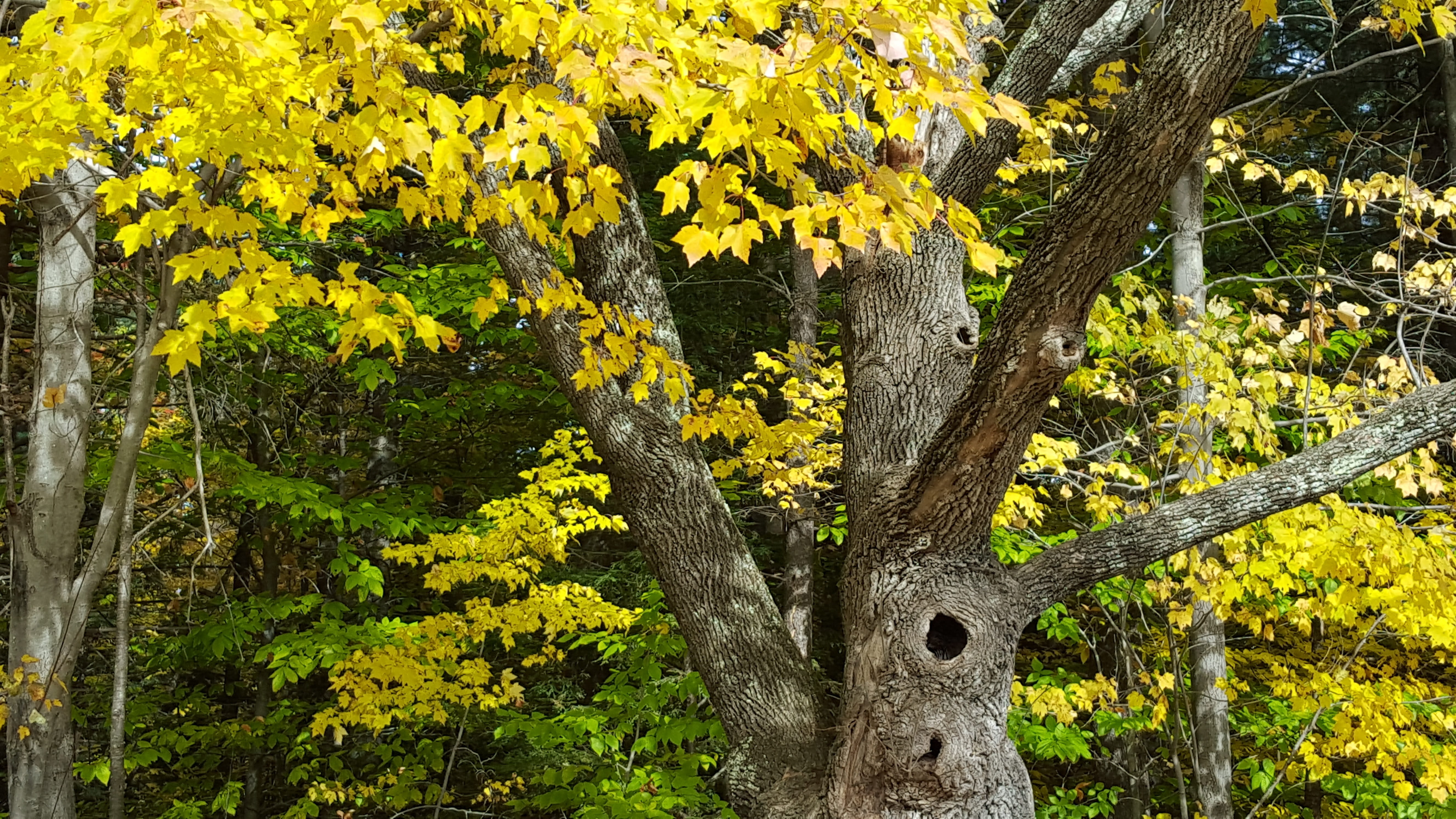 leaf, branch, season, beauty in nature, no people, flora, trunk, yellow leaves, green color, october, nature, plant part, lichen, botany, growth, autumn leaves, HD Wallpaper