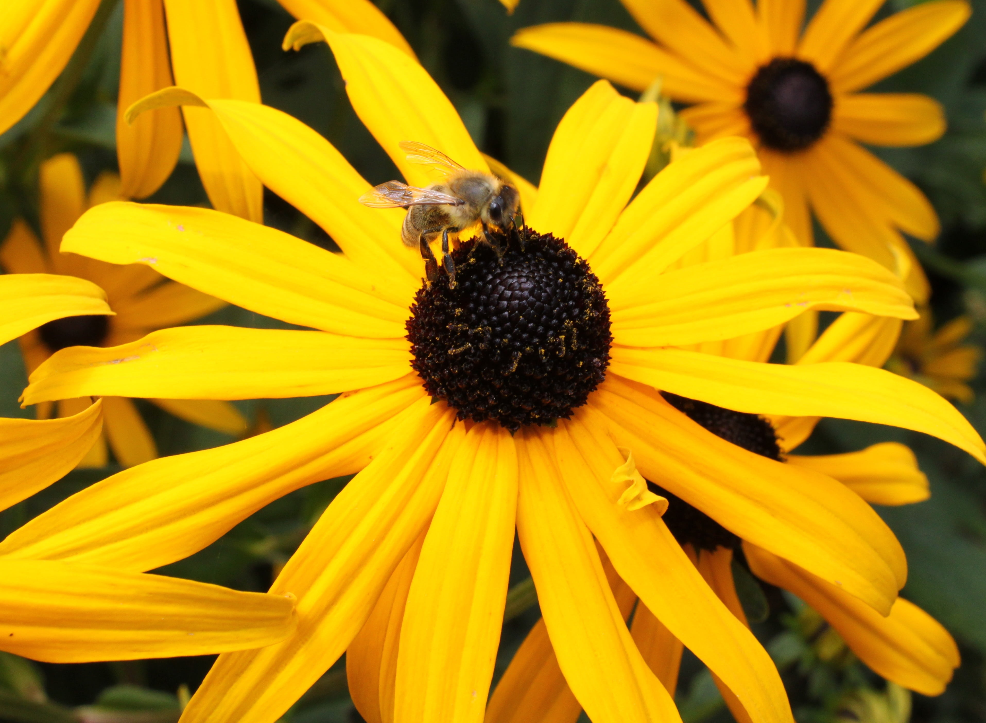 insect, invertebrate, nature, bee, black-eyed susan, growth, vulnerability, beauty in nature, close-up, outdoors, flower, yellow, petal, pollen, plant, HD Wallpaper