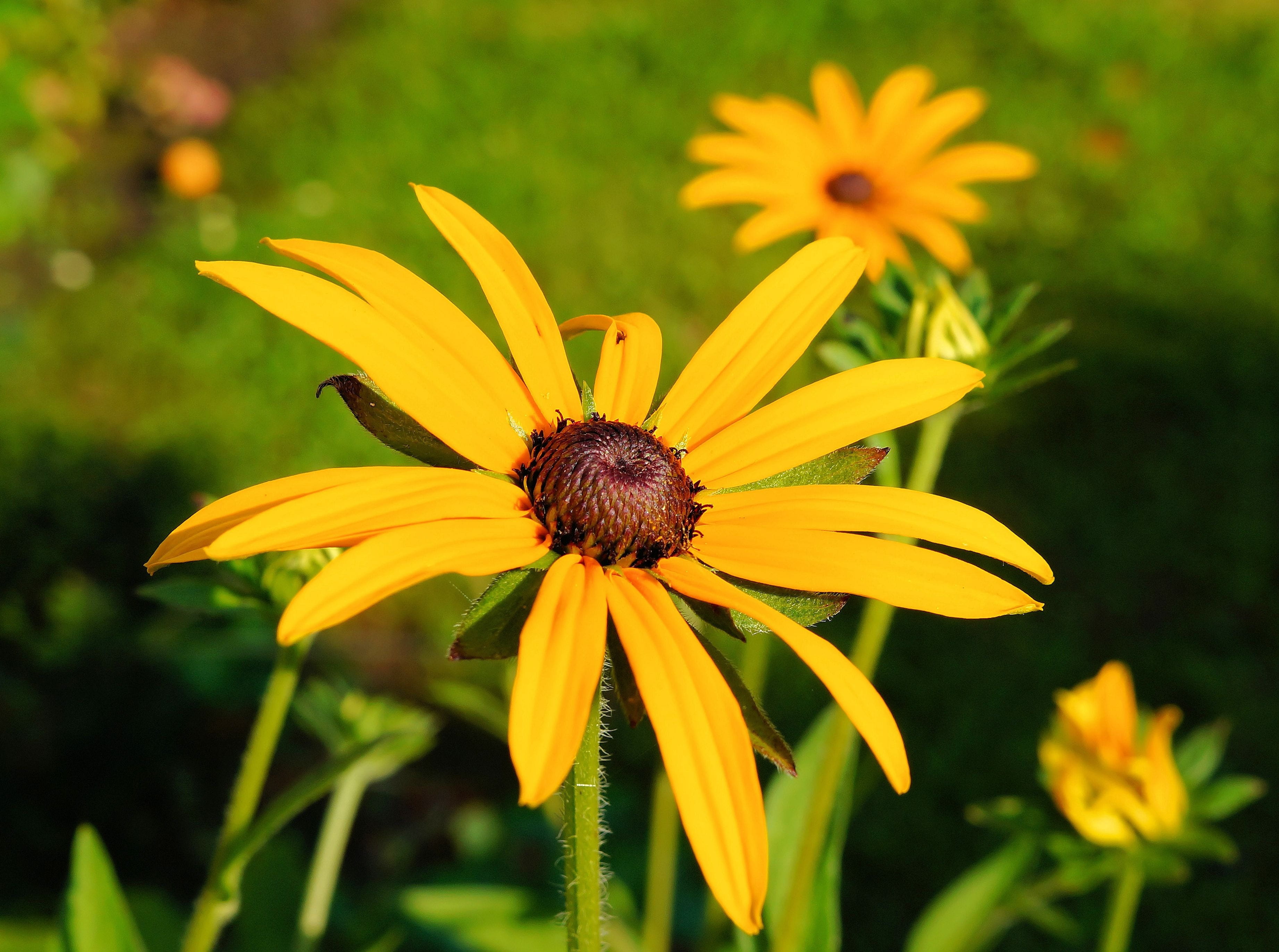 fragility, flower head, growth, focus on foreground, petal, inflorescence, black-eyed susan, 2K, plant, no people, pollen, summer, nature, bright, outdoors, HD Wallpaper