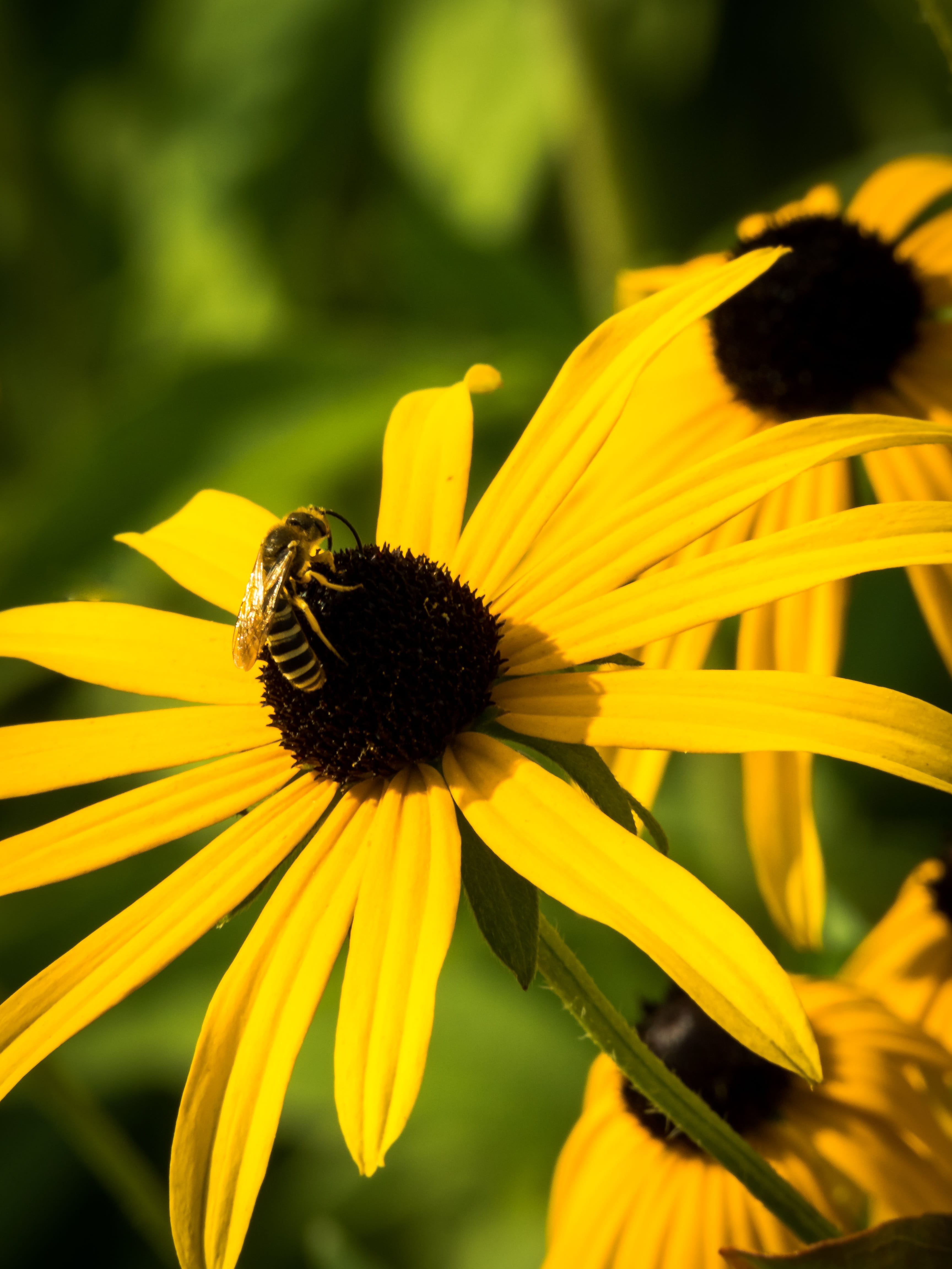 growth, beauty in nature, yellow, black-eyed susan, flowering plant, flower, animal wildlife, invertebrate, no people, pollination, 4K, pollen, outdoors, Phone HD Wallpaper