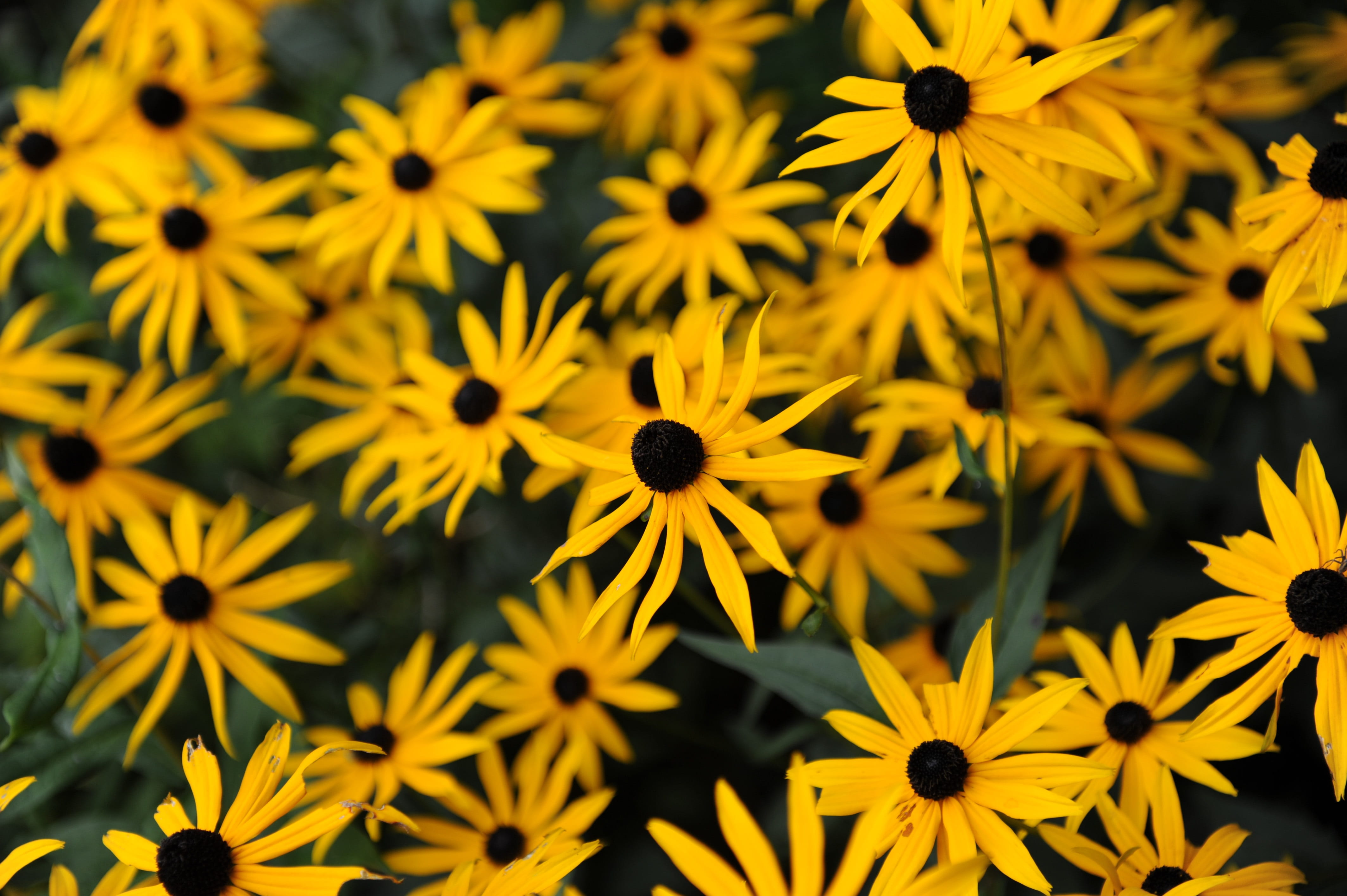 vulnerability, coneflower, nature, freshness, beauty in nature, animal wildlife, growth, plant, pollination, petal, garden, fragility, invertebrate, flower, HD Wallpaper
