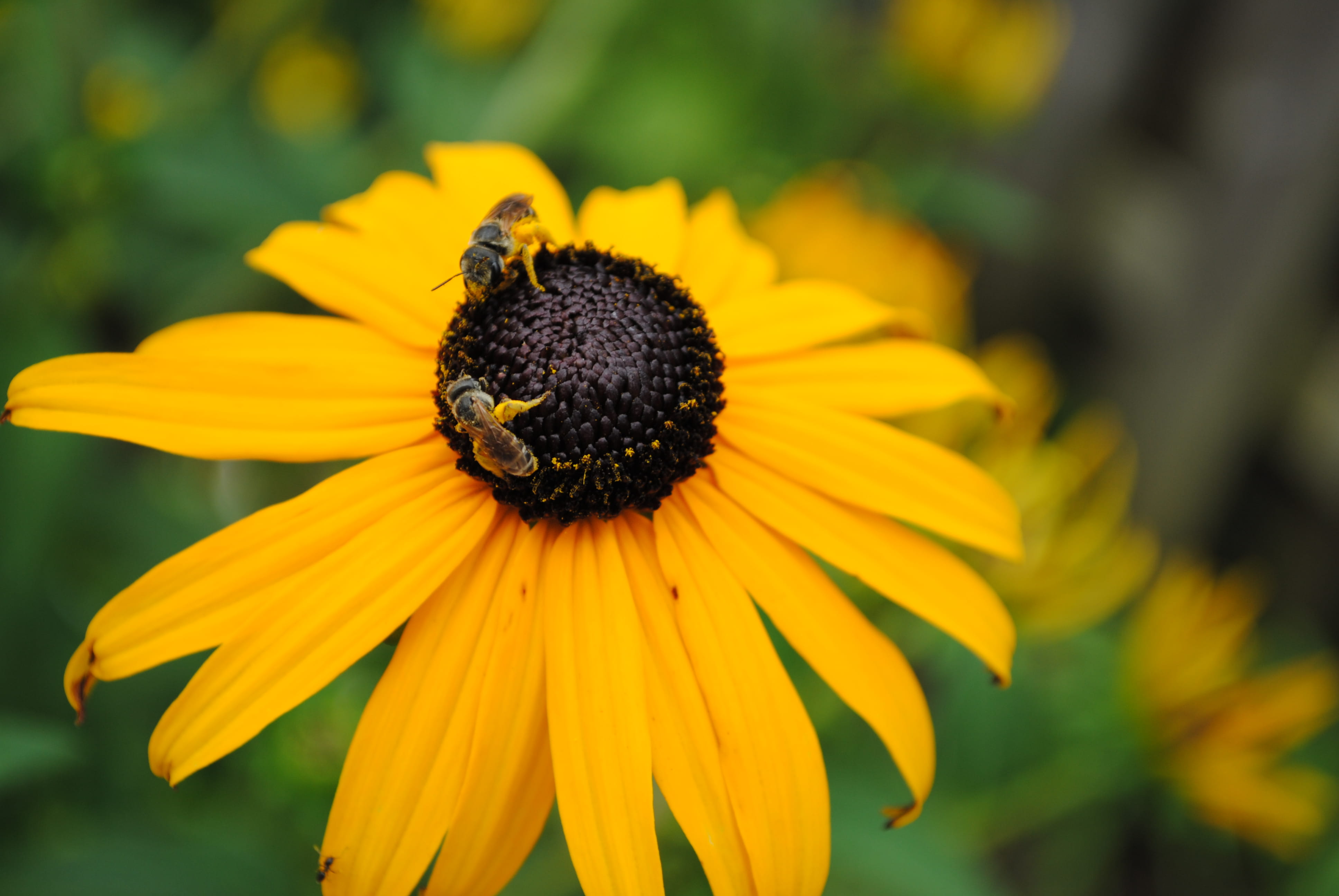 closeup, delicate, blur, freshness, bright, pollination, yellow, beauty in nature, garden, bee, plant, blossom, growth, petal, color, coneflower, focus on foreground, HD Wallpaper