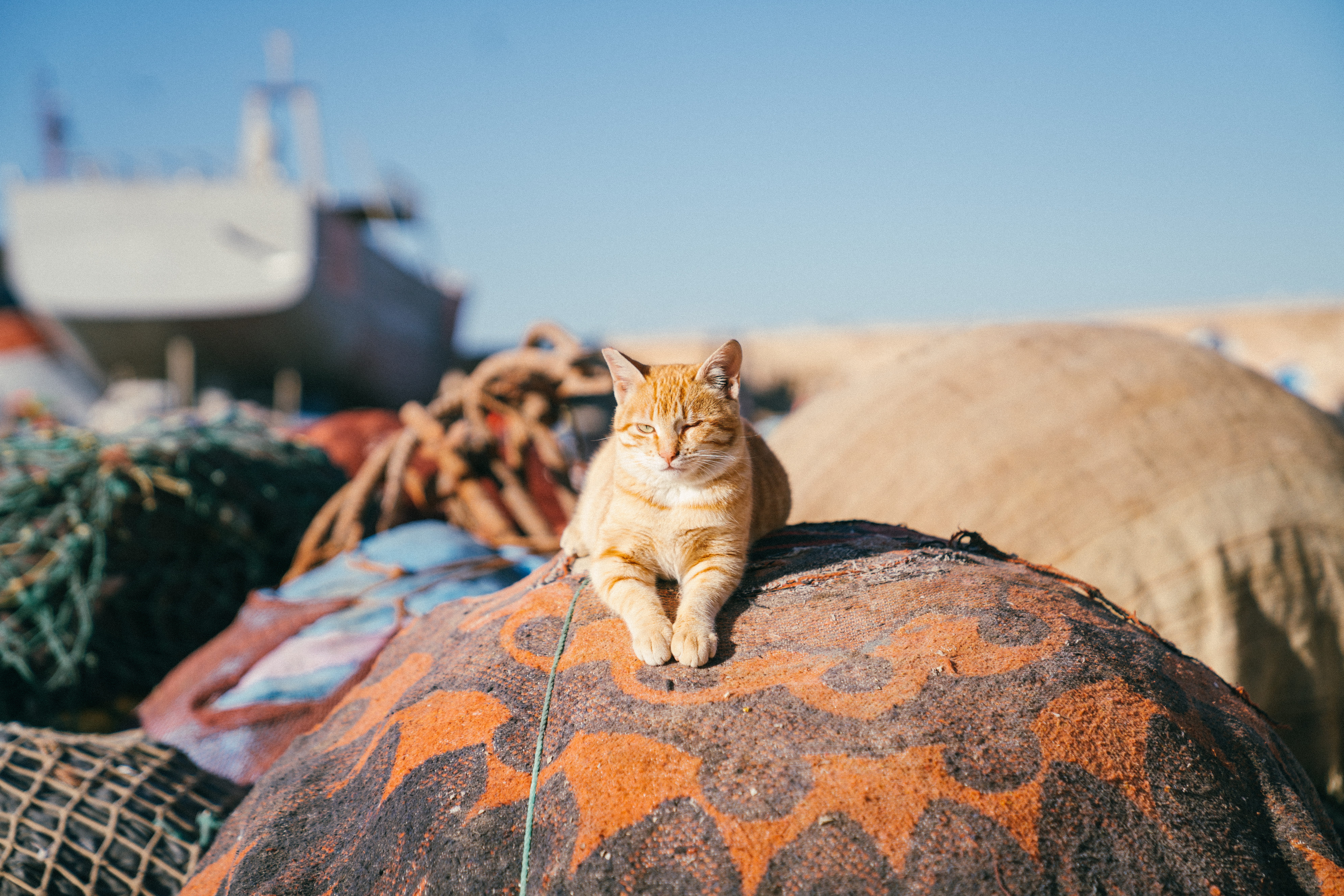 orange, cute, produce, animal, animal themes, top, clear sky, essaouira, squash, garbage, pet, looking at camera, cat, nature, sky, domestic, ginger, food, HD Wallpaper