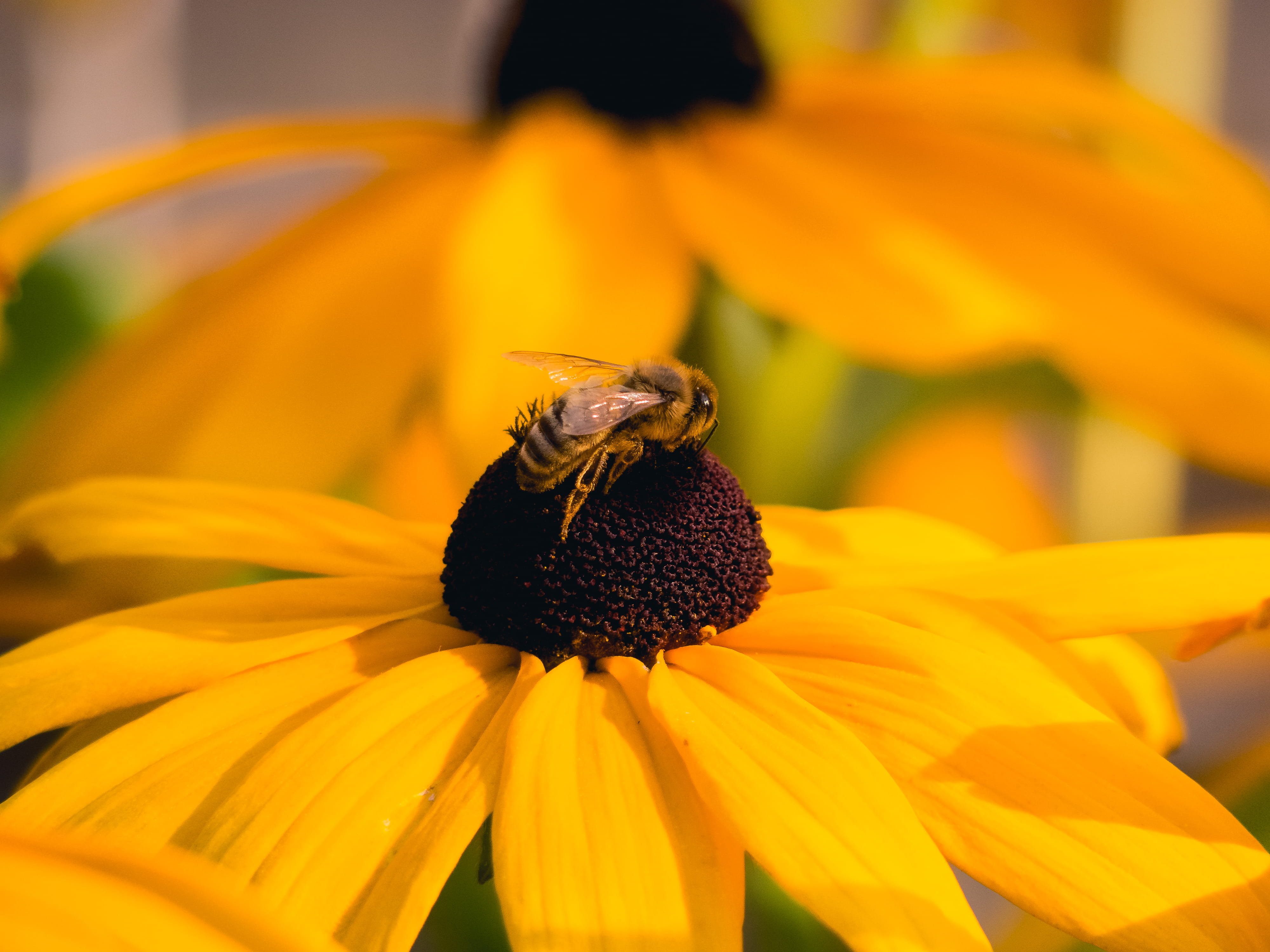 fragility, flower, 4K, no people, beauty in nature, close-up, vulnerability, summer, animal wildlife, pollination, closeup, freshness, weather, one animal, HD Wallpaper