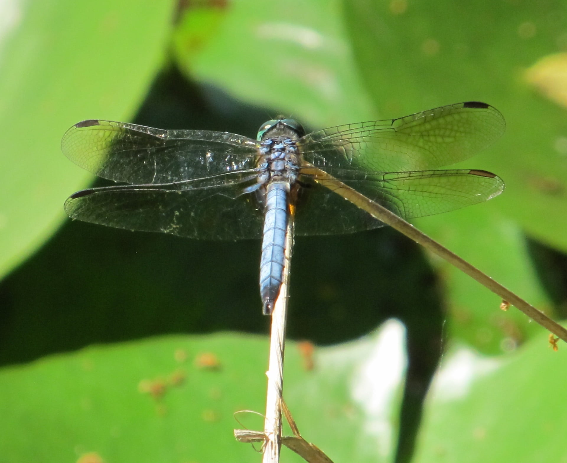 no people, invertebrate, 1080P, plant, day, damselfly, outdoors, blue-eyed darner, beauty in nature, animal, one animal, wildlife, plant part, animal themes, HD Wallpaper