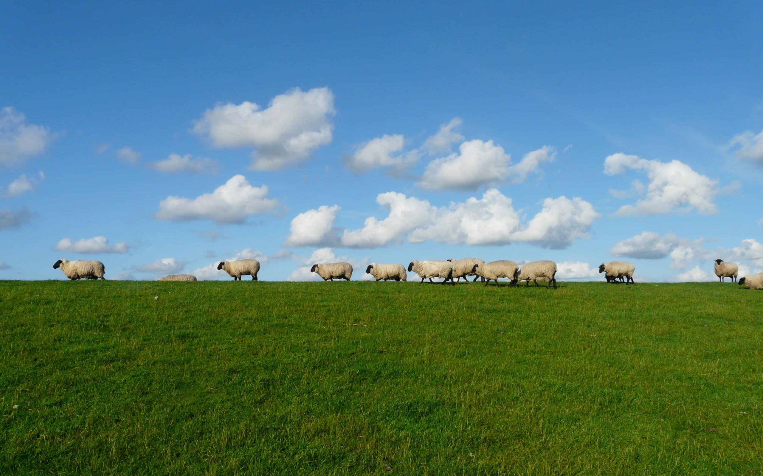 rural Scene, grass, animal, domestic animals, green Color, herbivorous, no people, outdoors, cow, cloudy, environment, herd, non-Urban Scene, land, grazing, HD Wallpaper
