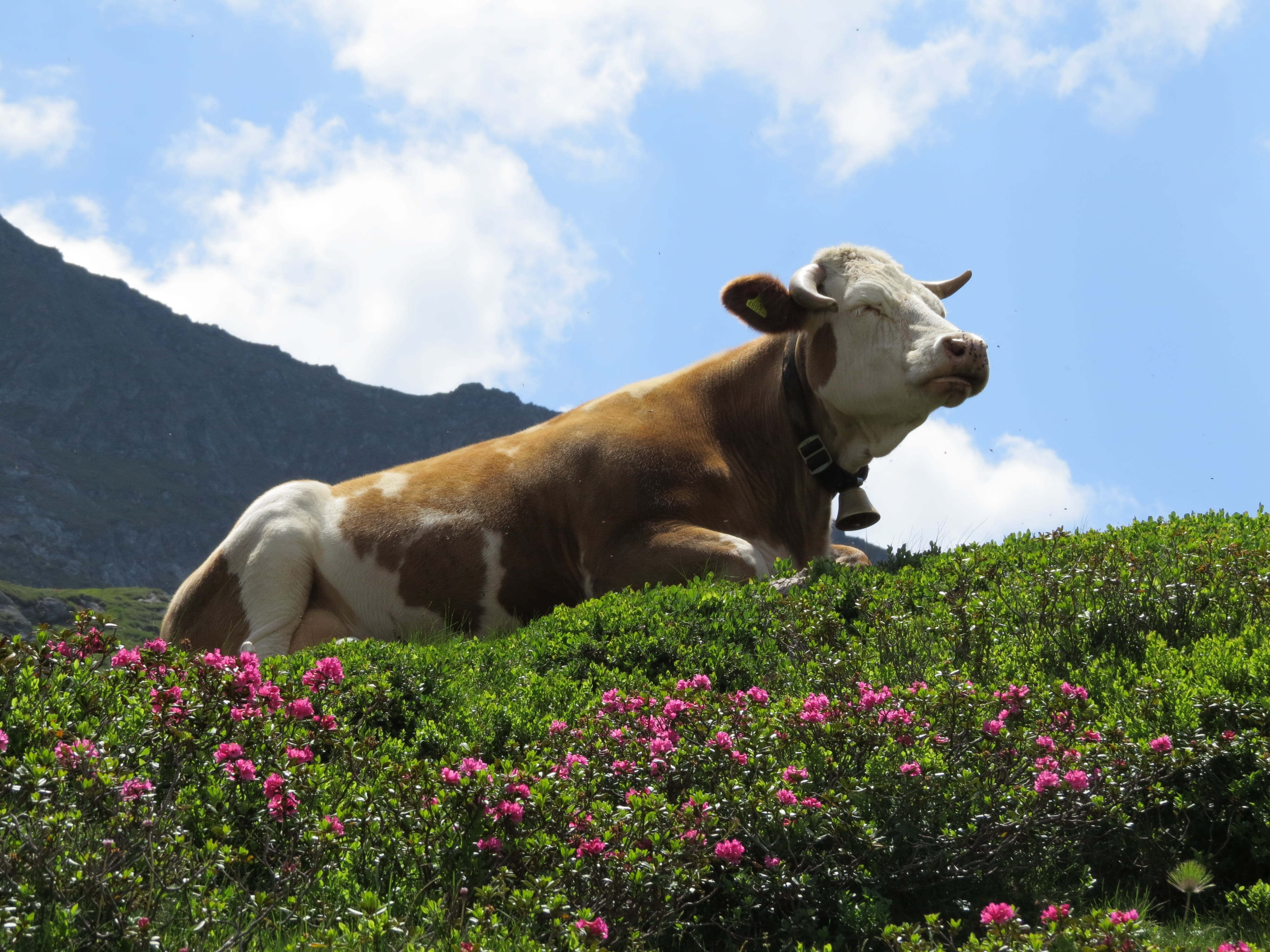 flowering plant, farm, field, agriculture, summer, cloud - sky, domestic, green Color, Alm, grass, Alpine Meadow, growth, vertebrate, sky, blue sky, one animal, HD Wallpaper
