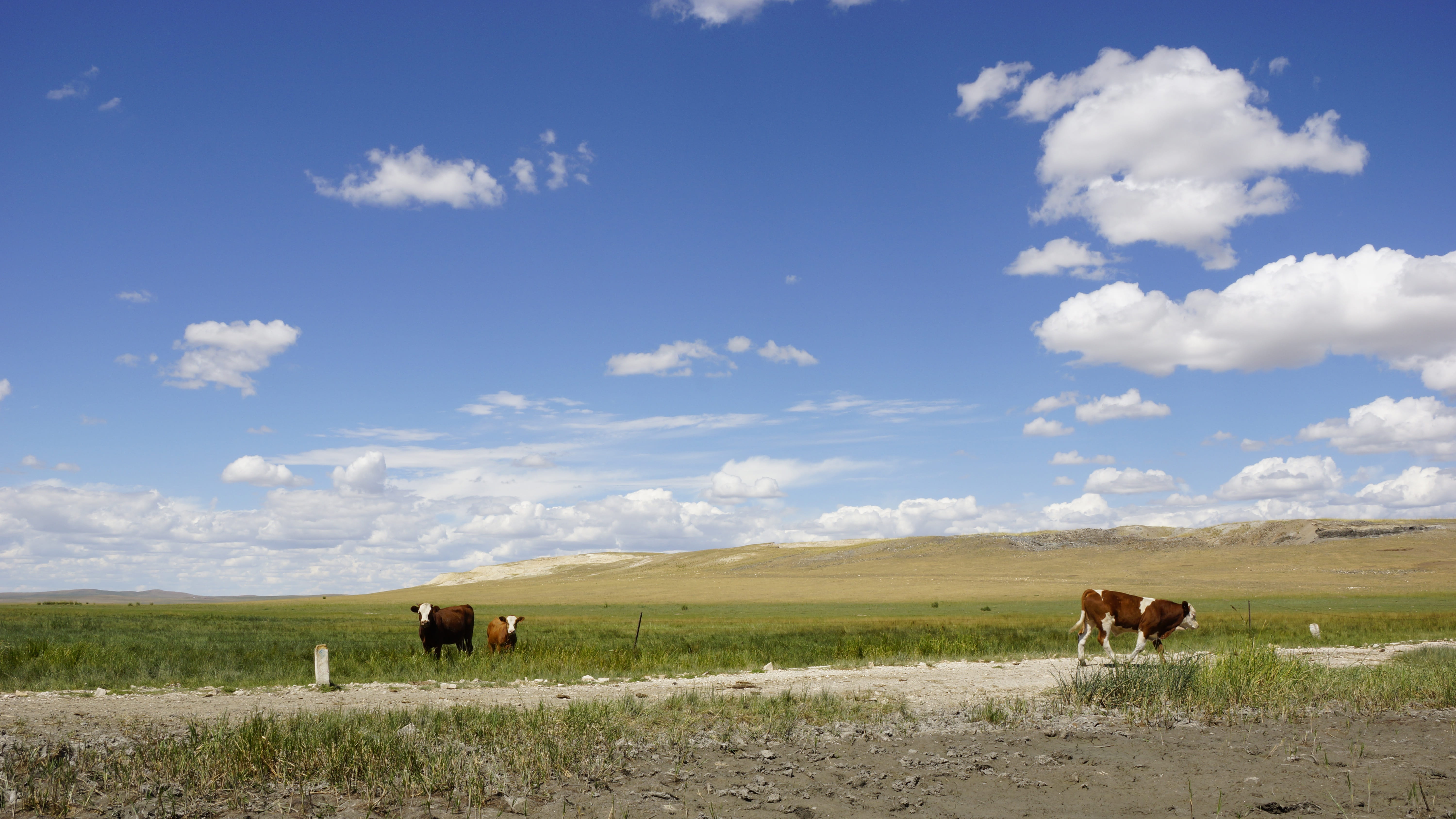 cattle, animals And Pets, agriculture, cloud - Sky, field, Blue Sky, no People, sky, outdoors, herbivorous, landscape, rural Scene, nature, domestic Cattle, HD Wallpaper