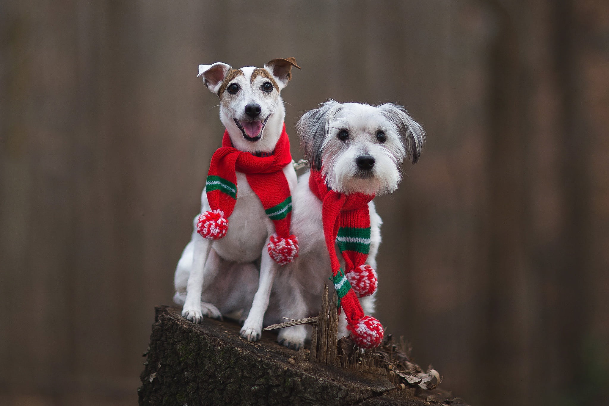 nature, pair, pose, red, scarves, dog, mood, a couple, language, 1080P, faces, Bobrovsky, white, sitting, friends, scarf, stump, Duo, autumn, look, fashion, HD Wallpaper