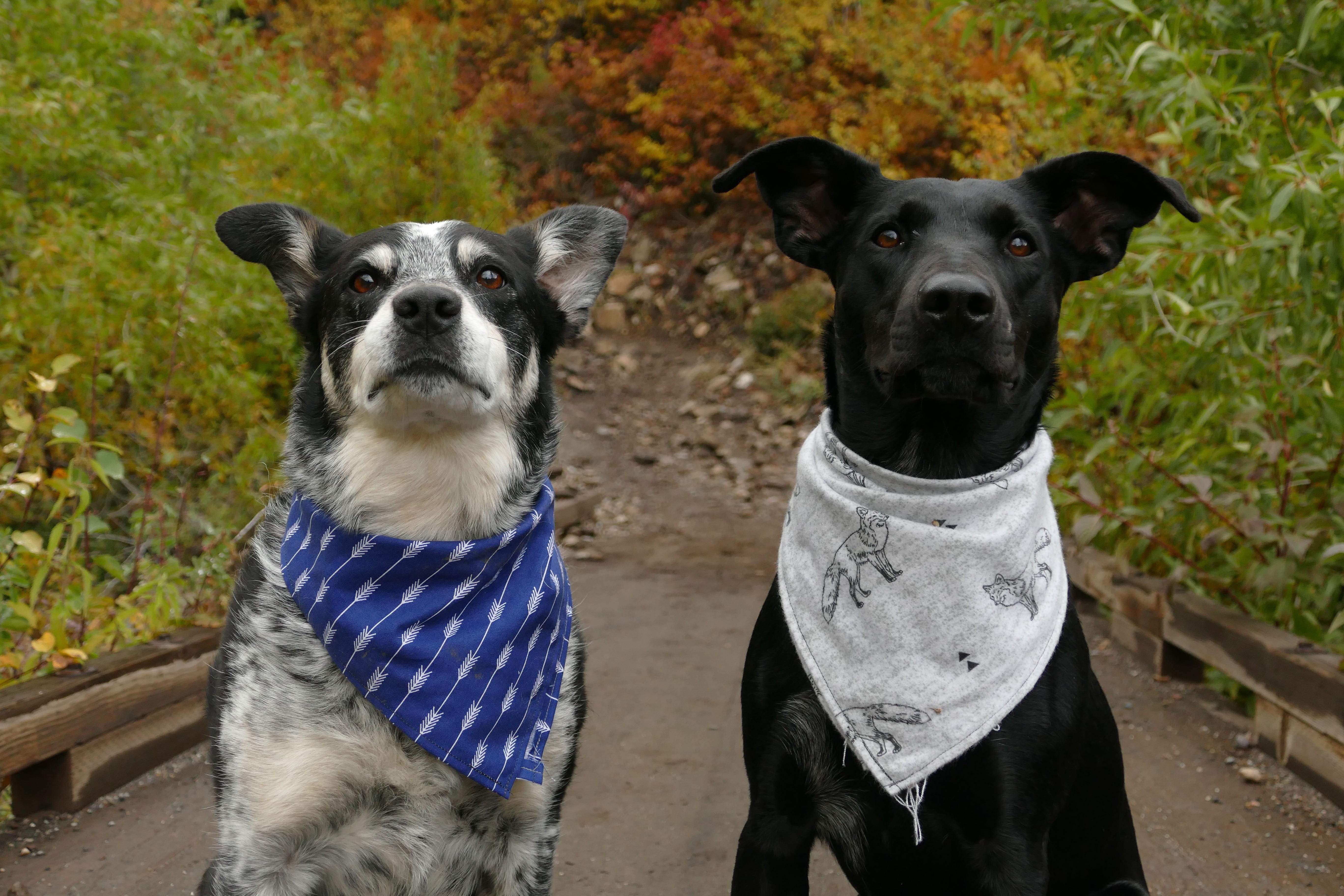 wearing, white, scarves, two, 5K, vertebrate, dog, handkerchief, neck, sitting, mammal, one animal, plants, domestic, no people, domestic animals, close-up, HD Wallpaper