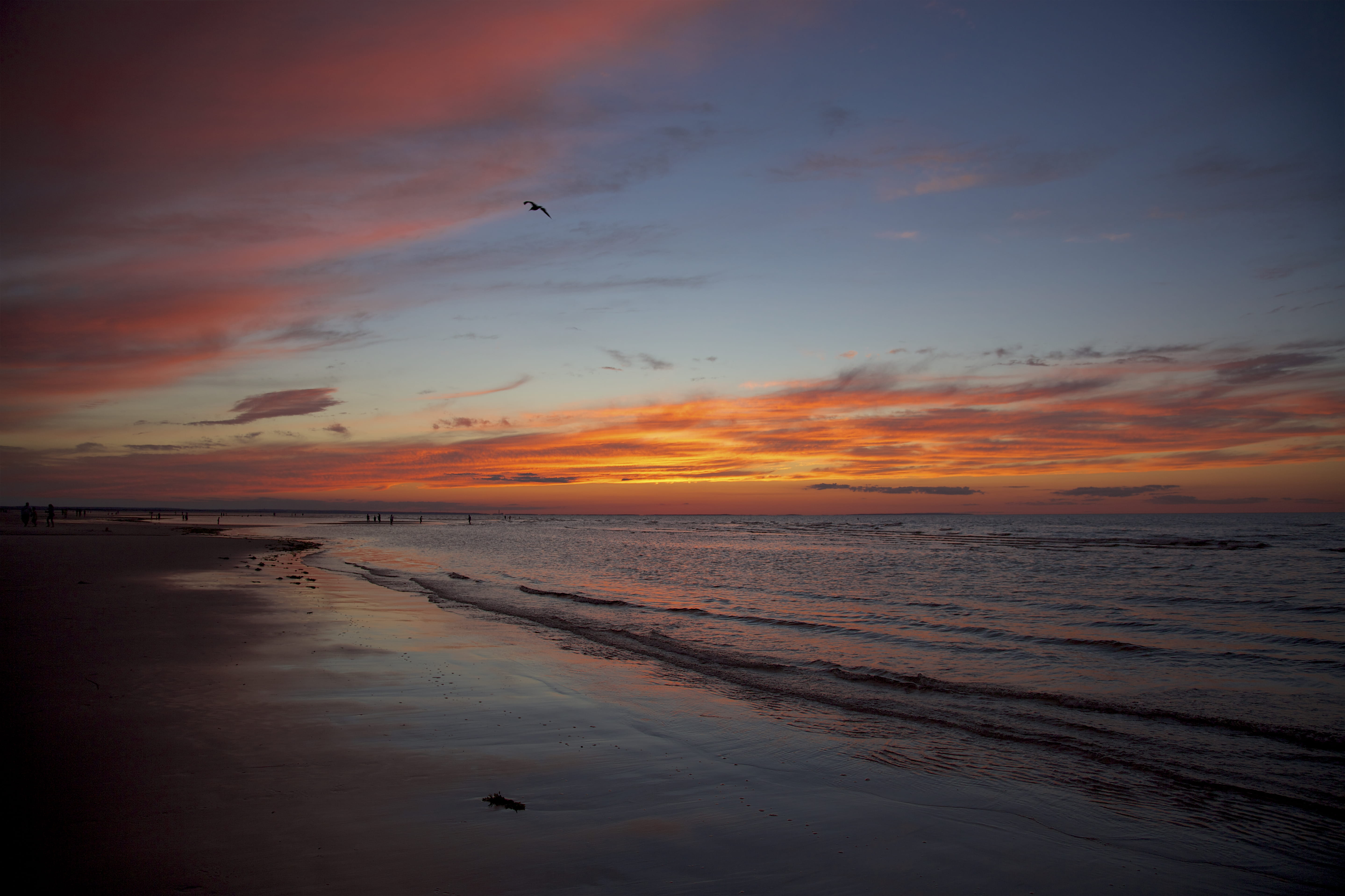 water, no people, animal themes, orange color, beach, sunset, scenics - nature, tranquil scene, sky, horizon, horizon over water, ma, tranquility, twilight, HD Wallpaper
