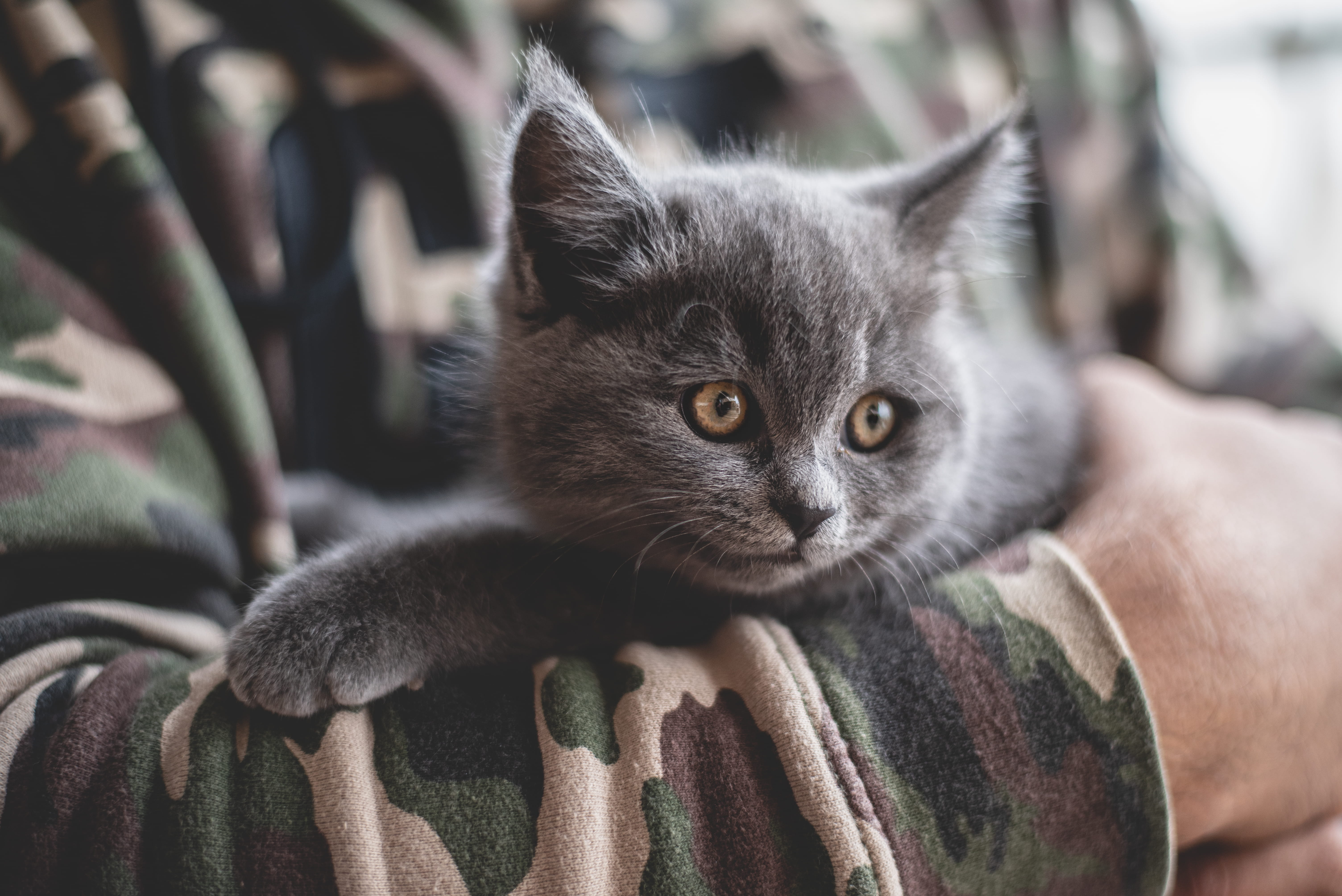 canine, vertebrate, bird, quail, whisker, domestic, focus on foreground, cat, domestic animals, daytime, siamese, animal, close-up, looking at camera, feline, HD Wallpaper