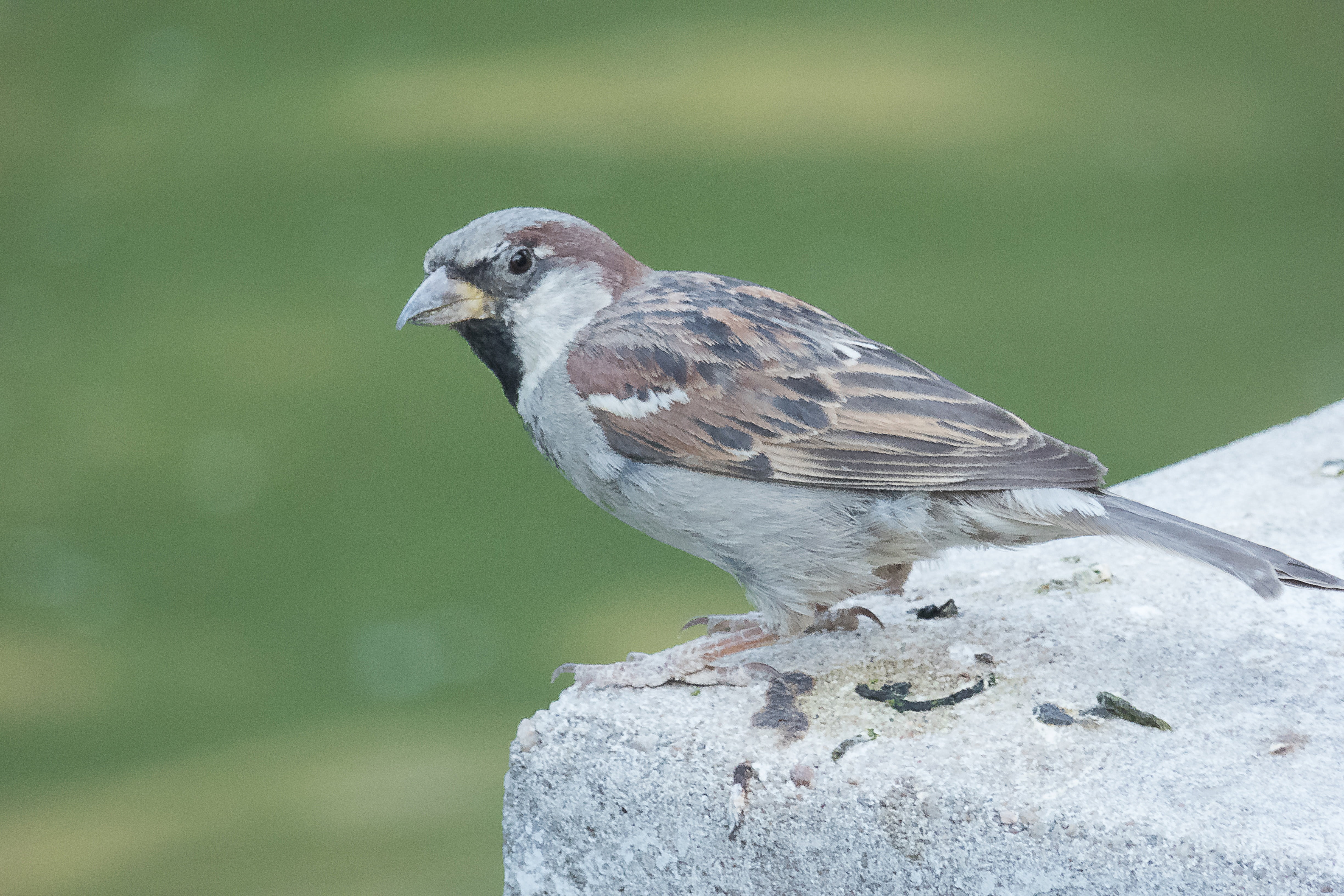 side view, day, peak, focus on foreground, one animal, outdoors, no people, close-up, little bird, animal wildlife, green background, fly, animals in the wild, HD Wallpaper