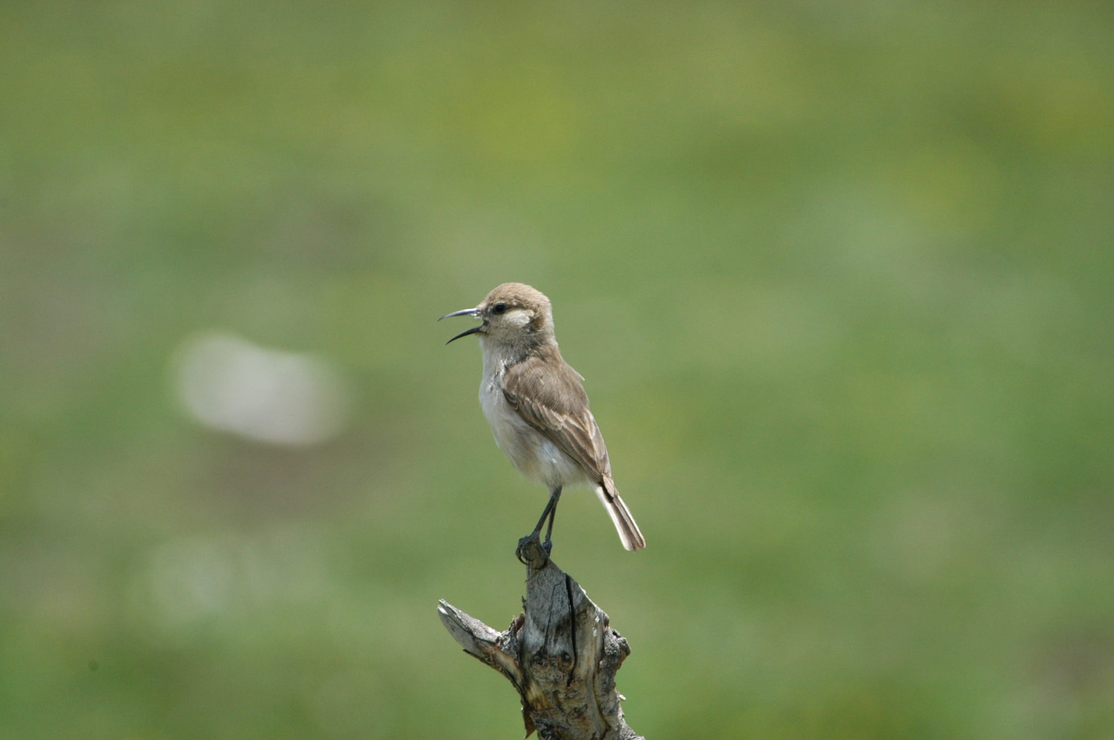 animals in the wild, Ruoergai, Bird, branch, animal wildlife, no people, animal themes, Grassland, selective focus, perching, outdoors, day, full length, HD Wallpaper