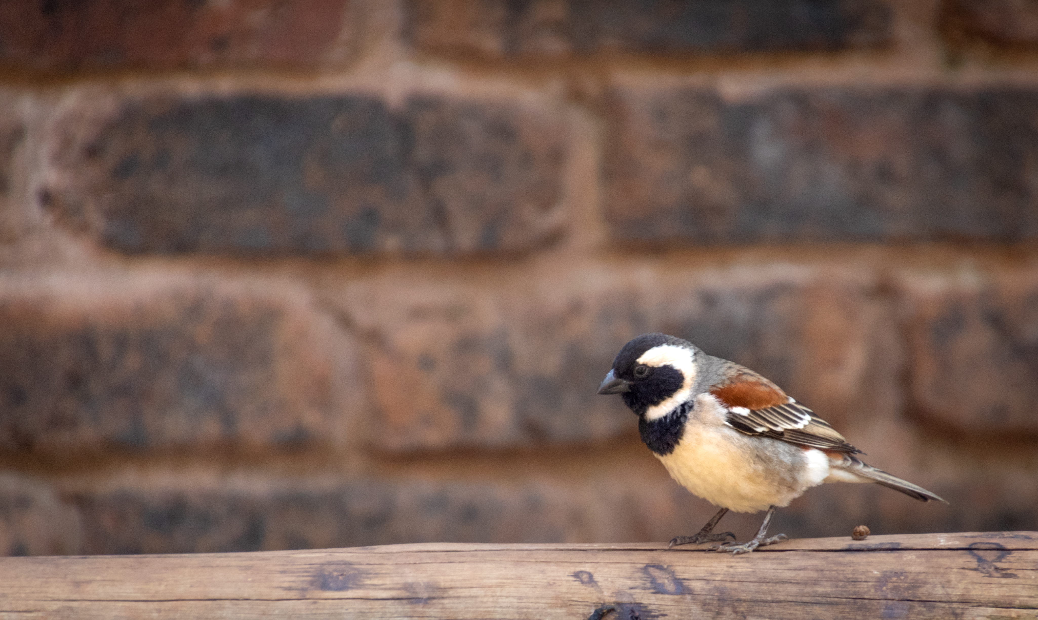 side view, 4K, brickwall, getting dressed, surface, focus on foreground, close-up, bird, brown, white, little, no people, cute, selective focus, animal, HD Wallpaper