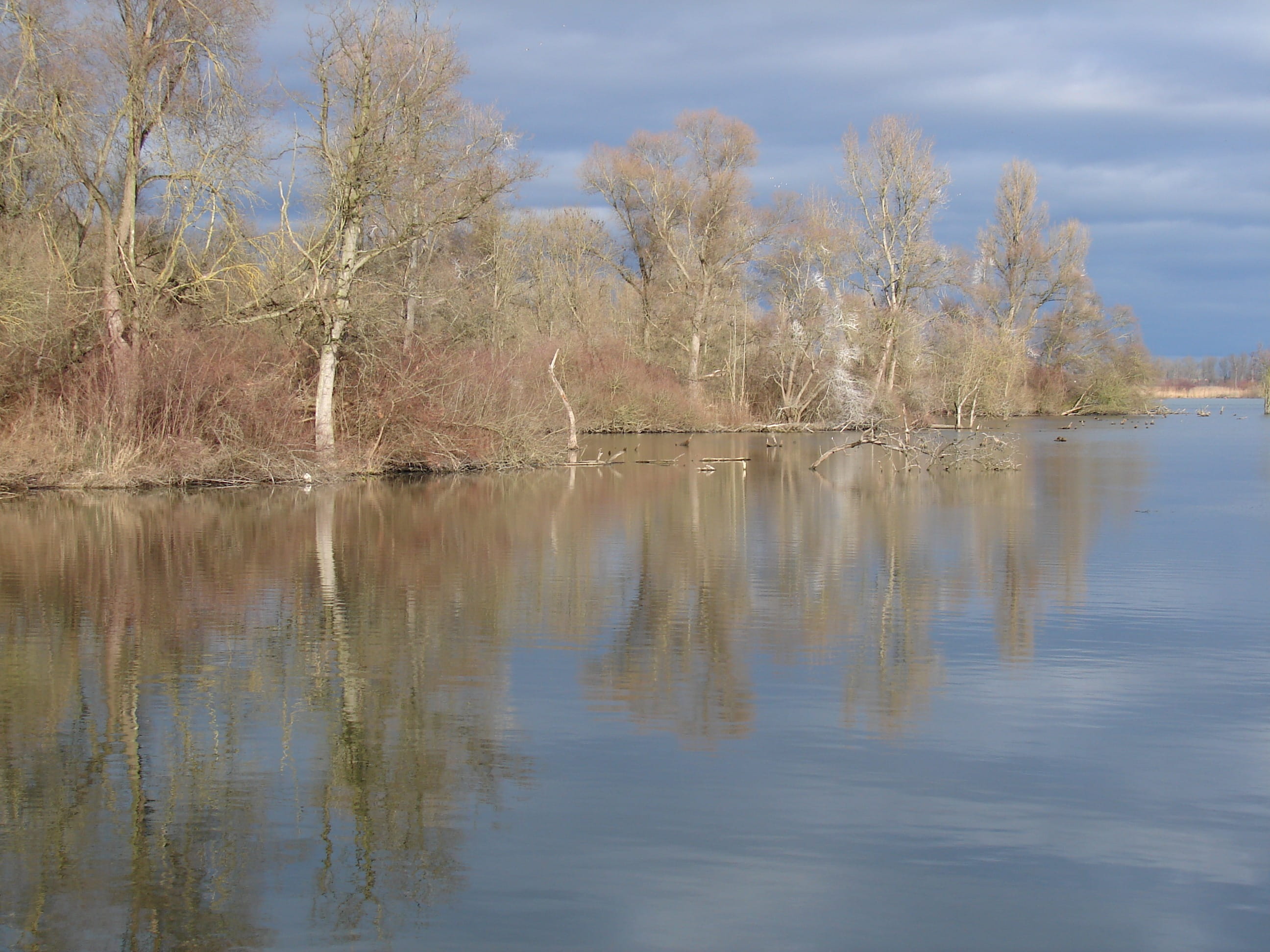 idyllic, tranquility, waterfront, reflection, no people, day, 2K, Tauber, river landscape, water, River, beauty in nature, bare tree, tranquil scene, scenics - nature, HD Wallpaper