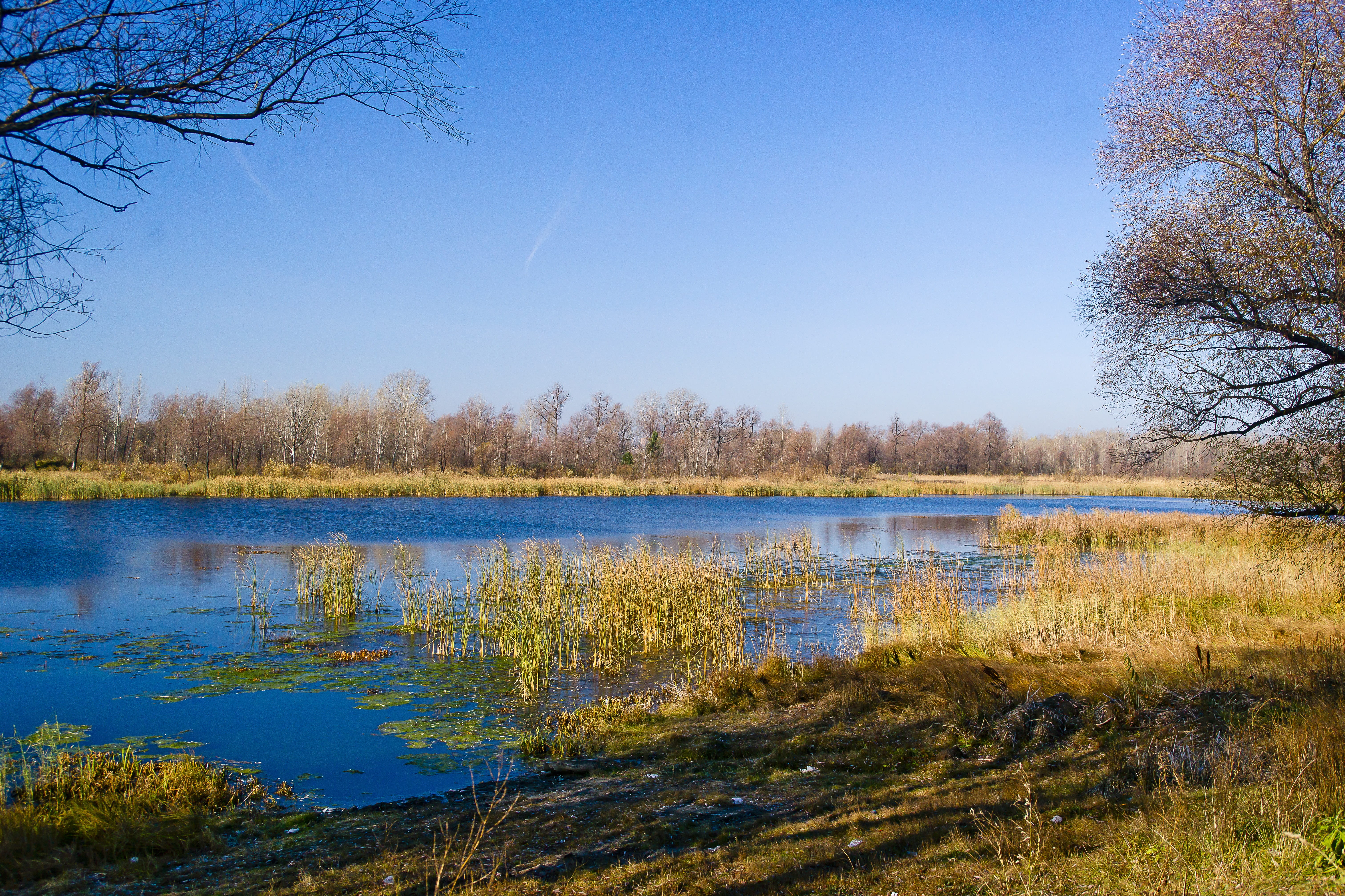 frost, cane, morning, tranquility, reflection, leaves, landscape, idyllic, swamp, outdoors, blue, beautiful, light, autumn, natural, beauty, grass, outdoor, HD Wallpaper
