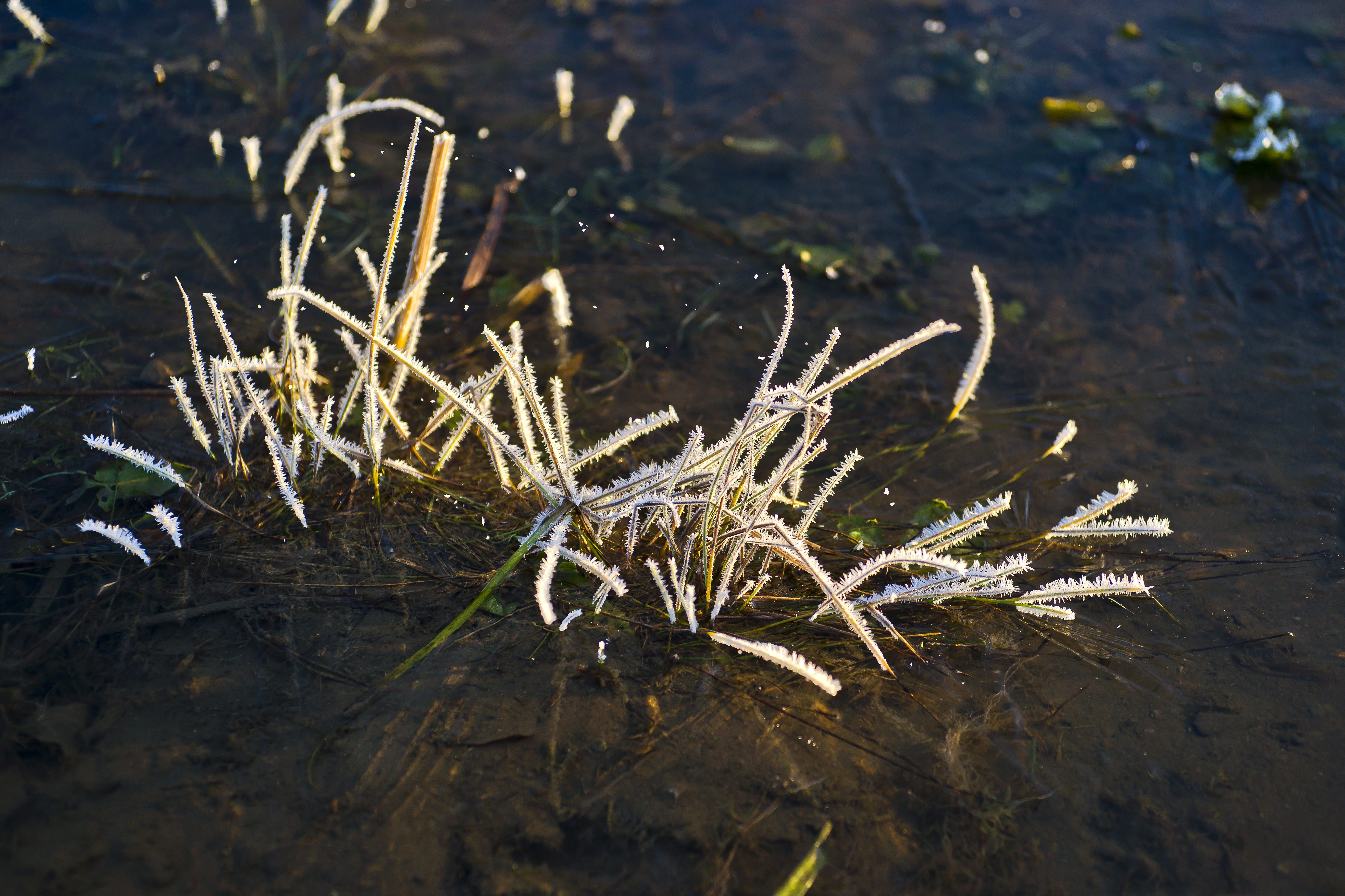 sun, tranquility, landscape, river, frozen, abstract, plant, autumn, morning, frost, high angle view, grass, white, snow, a bunch of, winter, growth, close-up, HD Wallpaper