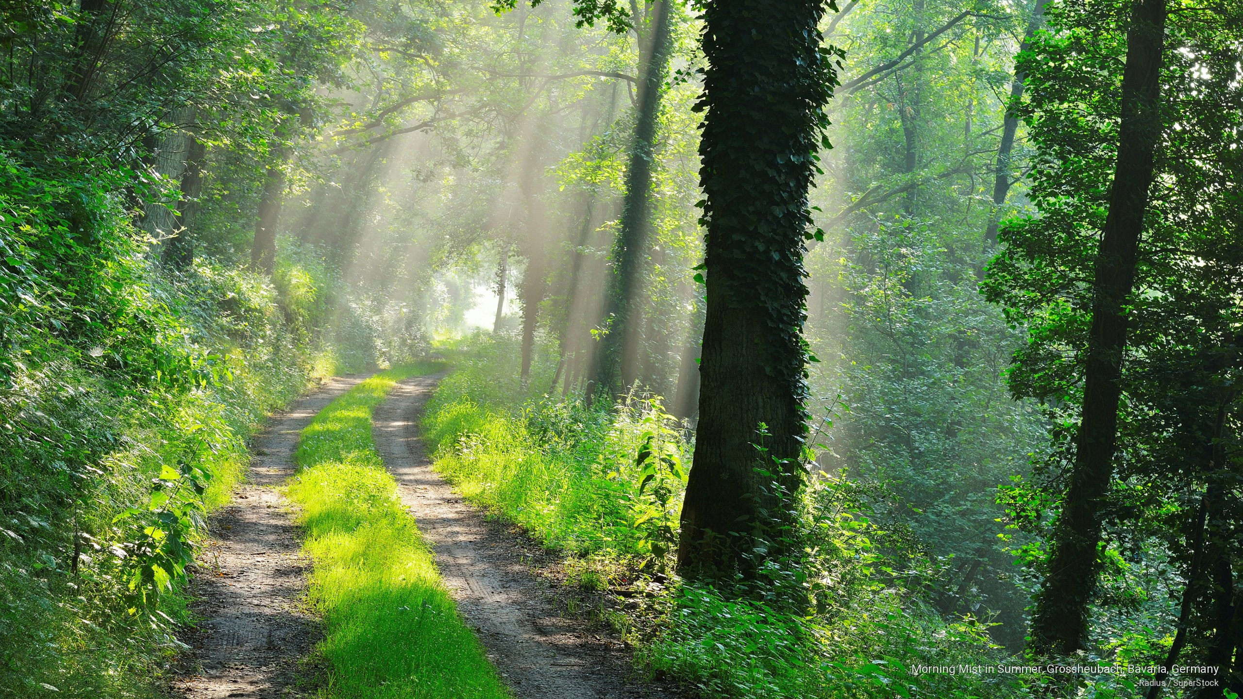 morning, Spring/Summer, bavaria, mist, 2K, germany, grossheubach, summer, HD Wallpaper