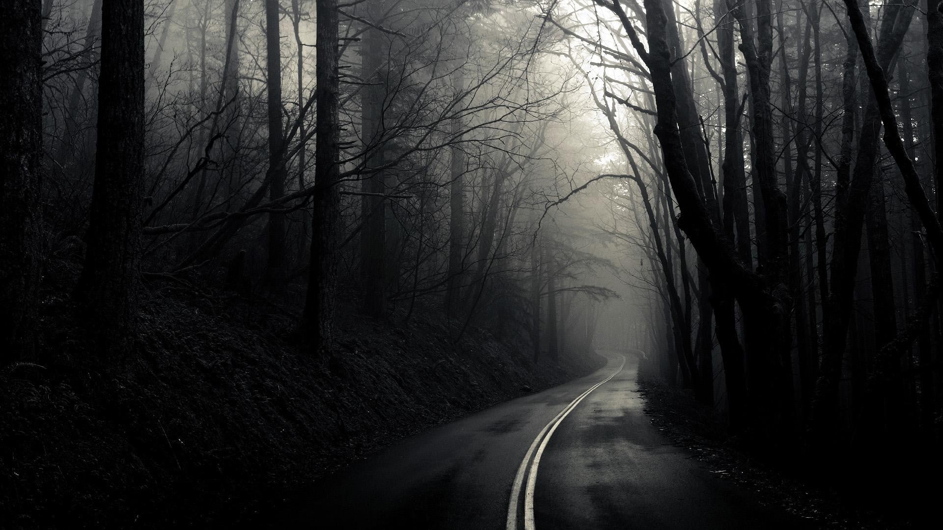 tree, branch, monochrome, trees, tranquility, tree trunk, the way forward, non-urban scene, fog, black, woodland, 1080P, bare tree, land, white, road, HD Wallpaper
