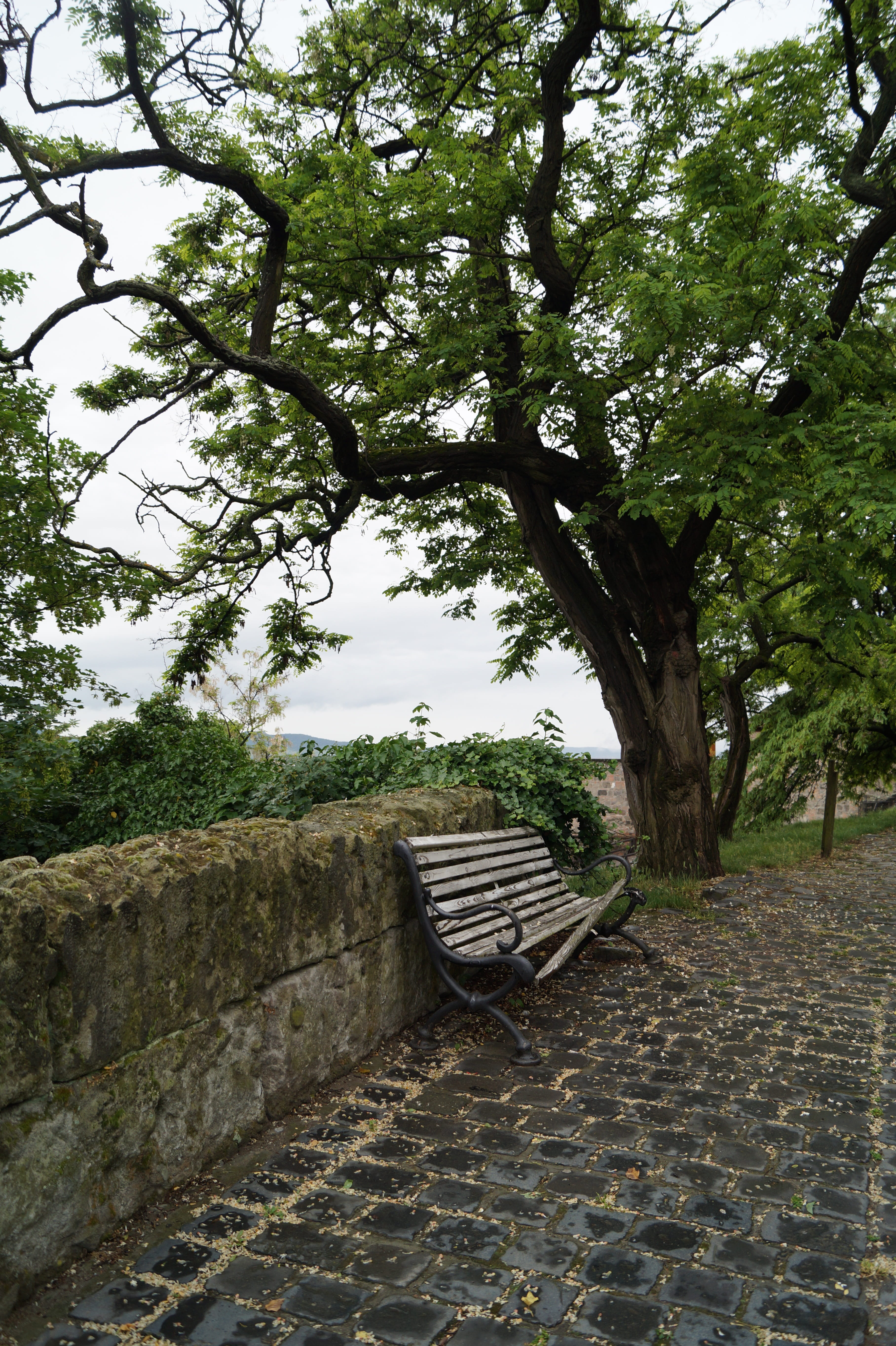 beauty in nature, trunk, Abandoned, scenics, no people, absence, Cobble Stone, tree trunk, Pad, Privacy, plant, park bench, nature, tree, broken, park, Phone HD Wallpaper